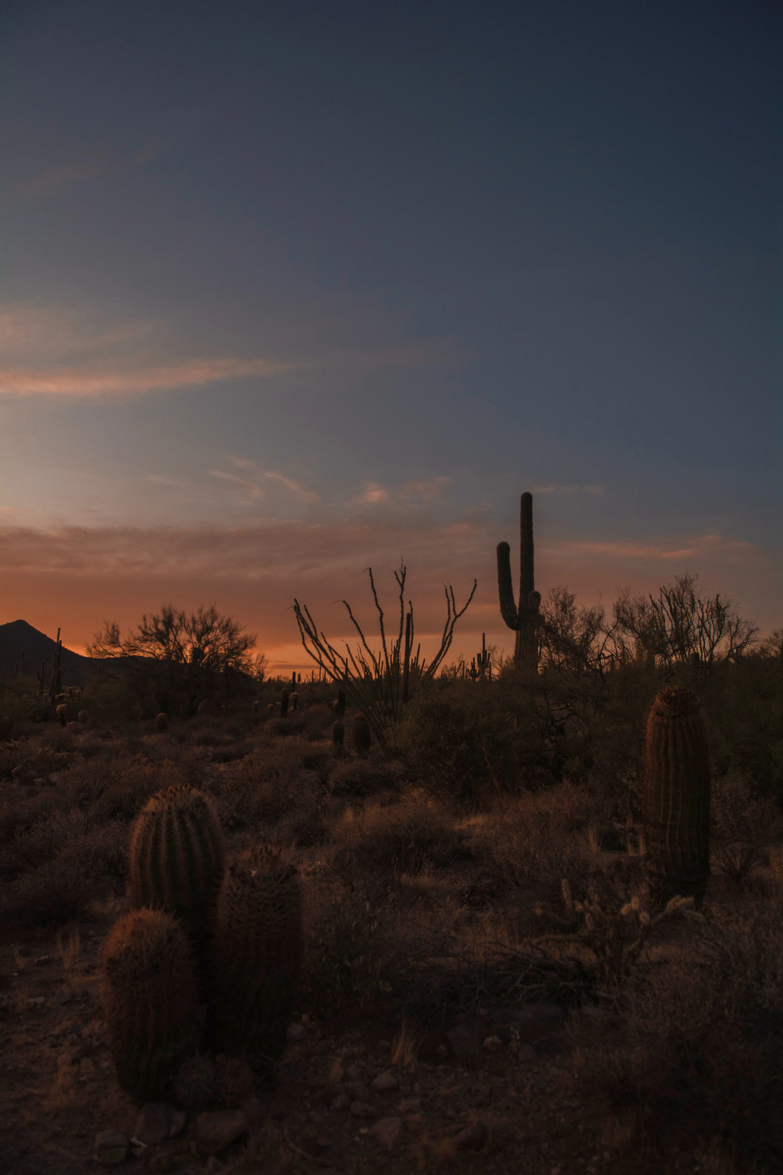 Usery Mountain Regional Park, AZ (2019)