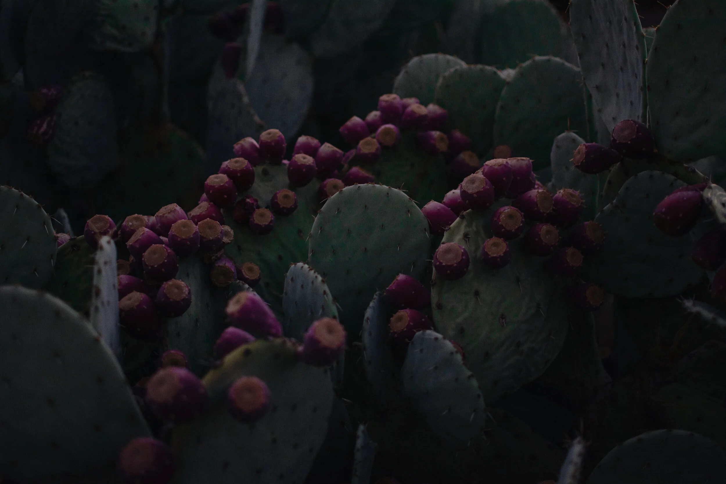 Cactus walk : Scottsdale, AZ 2019