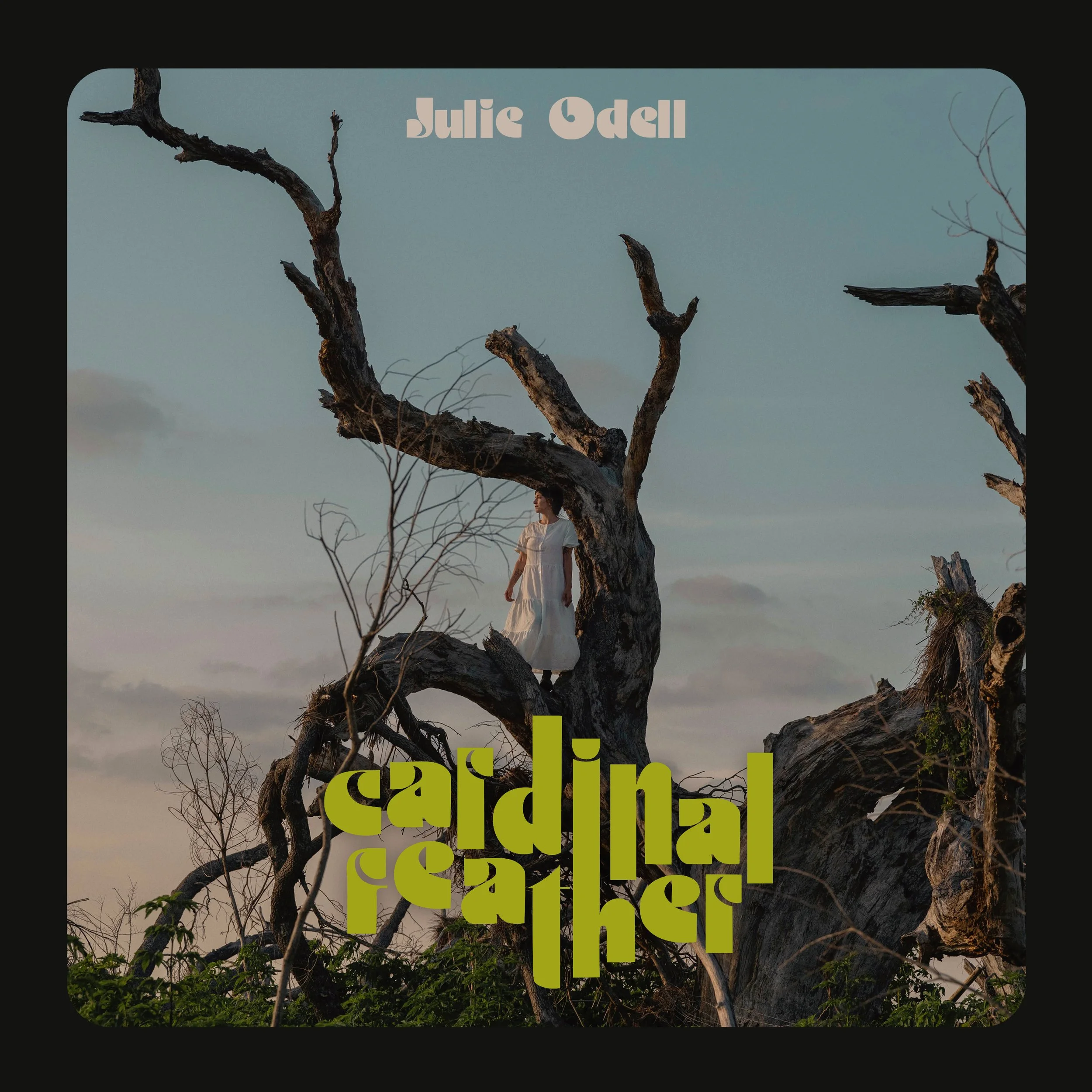 Julie Odell - Cardinal Feather : photography, 2022