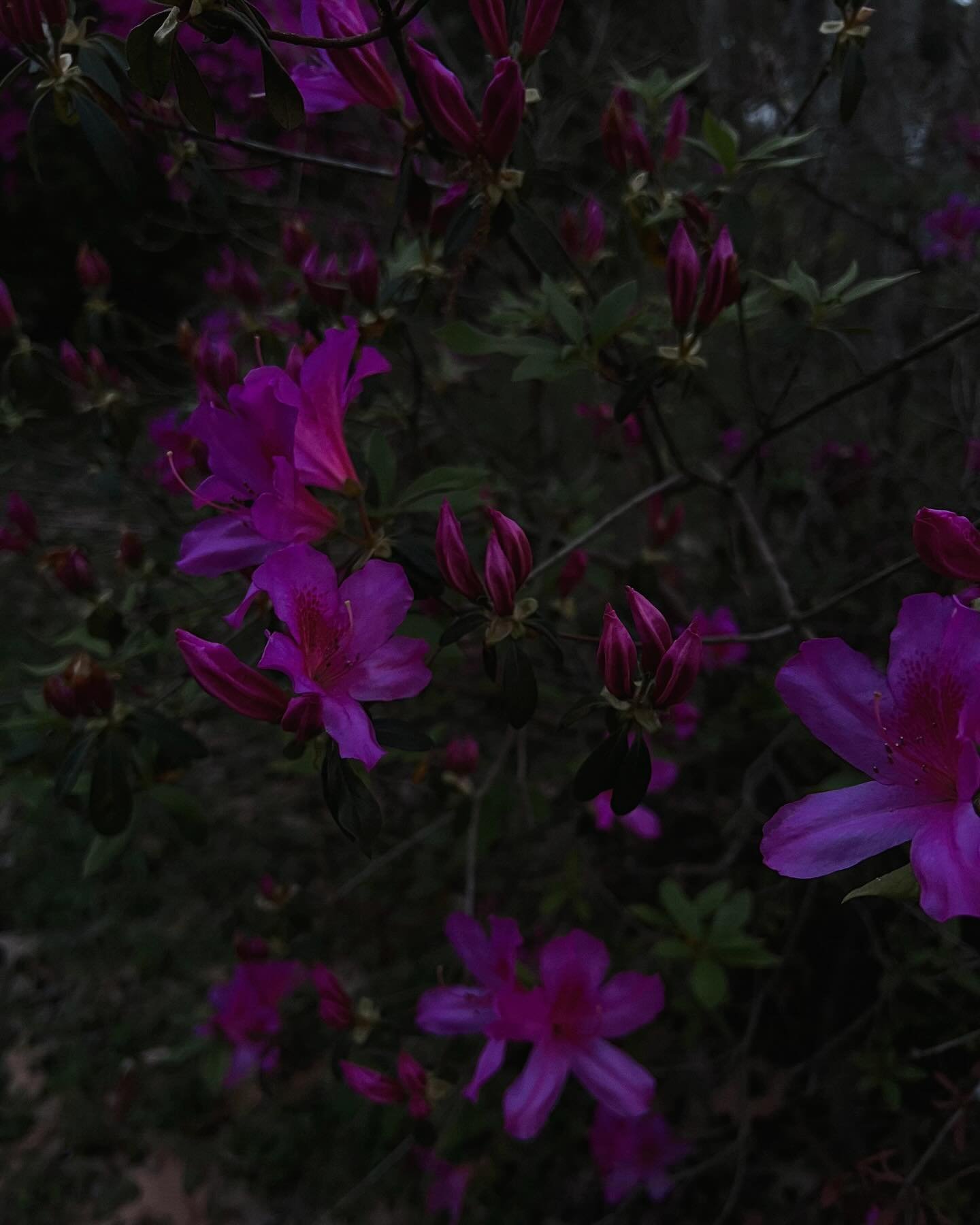◑ last month lights / recalibrations mostly in the country : azalea season, equinox moon + sunlight, violets, camellias, arnaudville bayou teche, music moment with syd