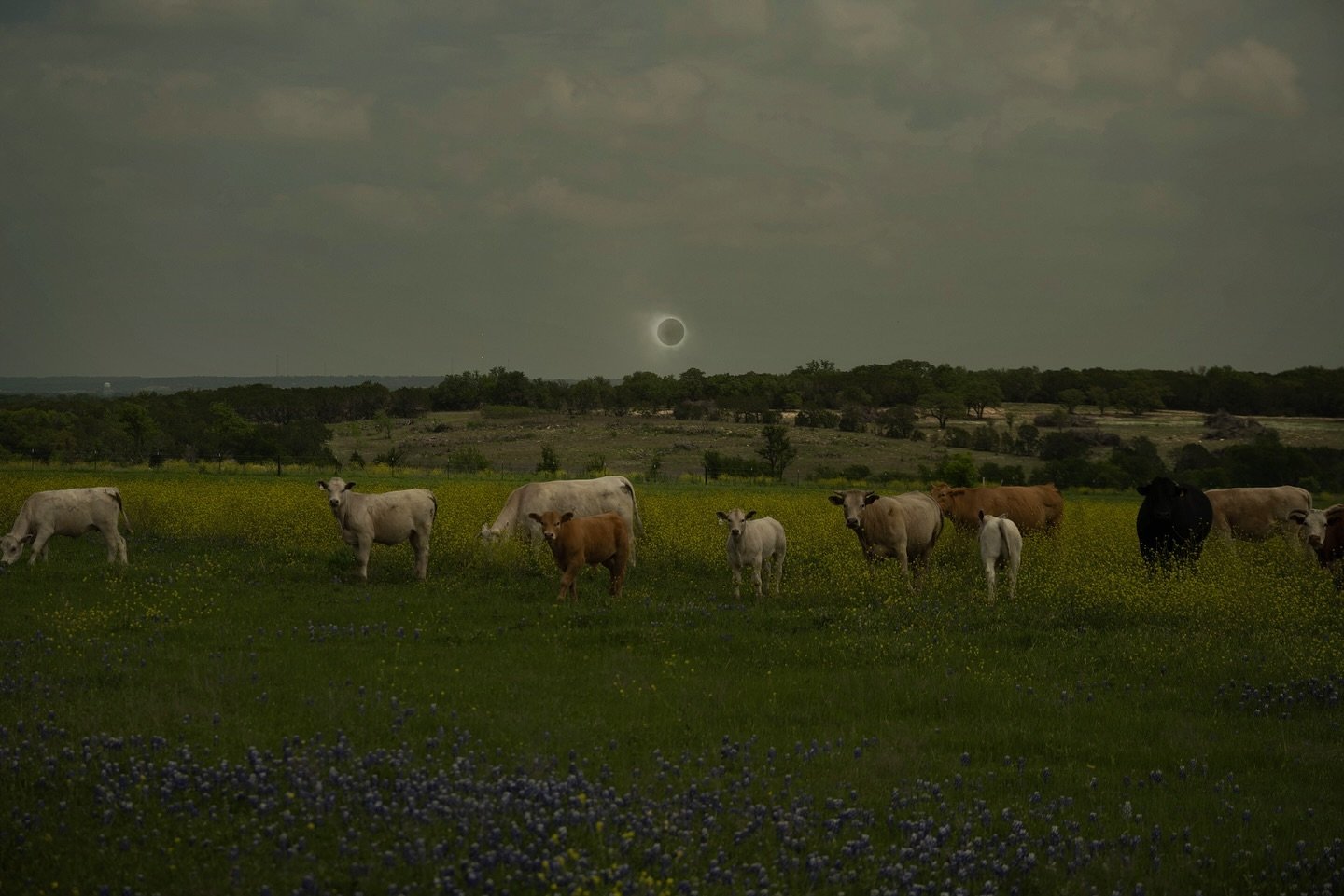 continued transmutation / solar eclipse totality from a rural texas bluebonnet cow pasture : double exposure composite