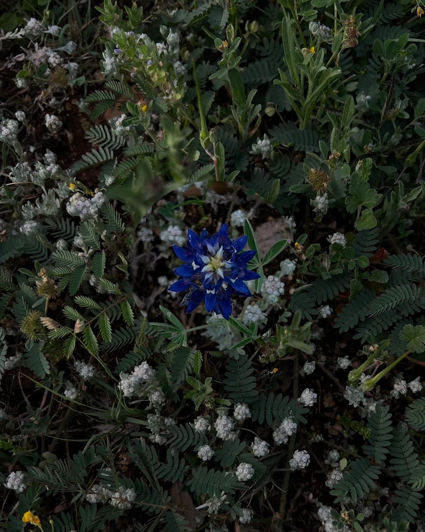 some favorites from the texas hill country last last weekend : bluebonnets, cows, cosmos, portals in and around san antone + fredericksburg + gatesville