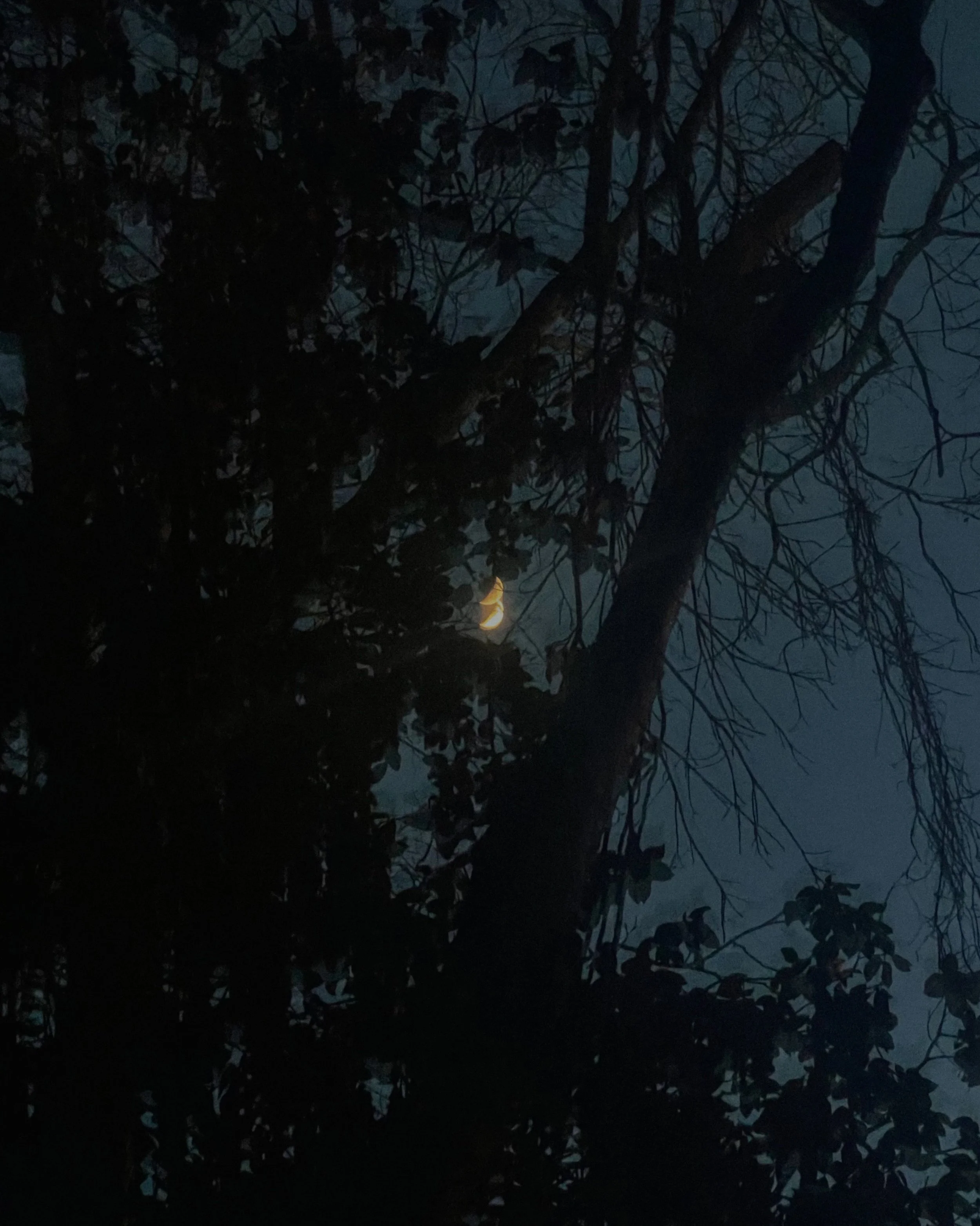 039 - 2024_olivia luz perillo.JPEG