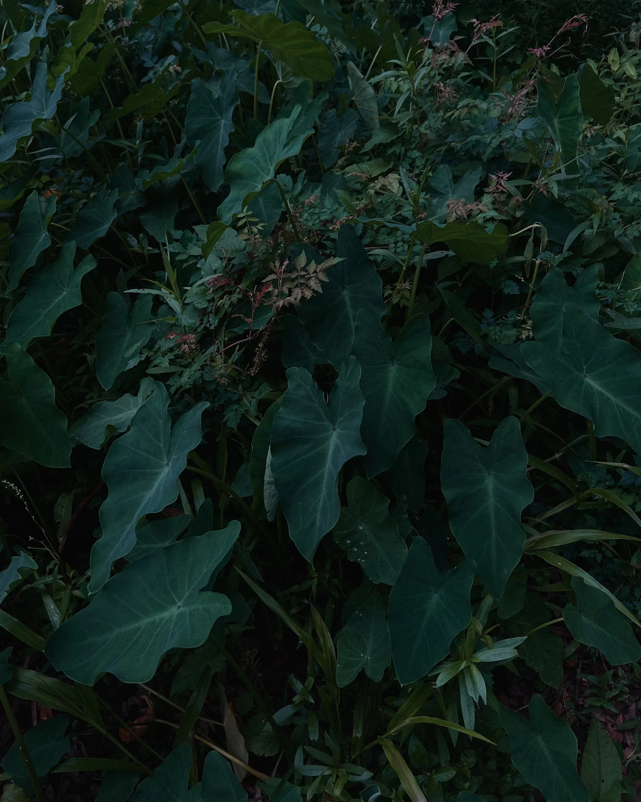 015 - 2024_olivia luz perillo.JPG