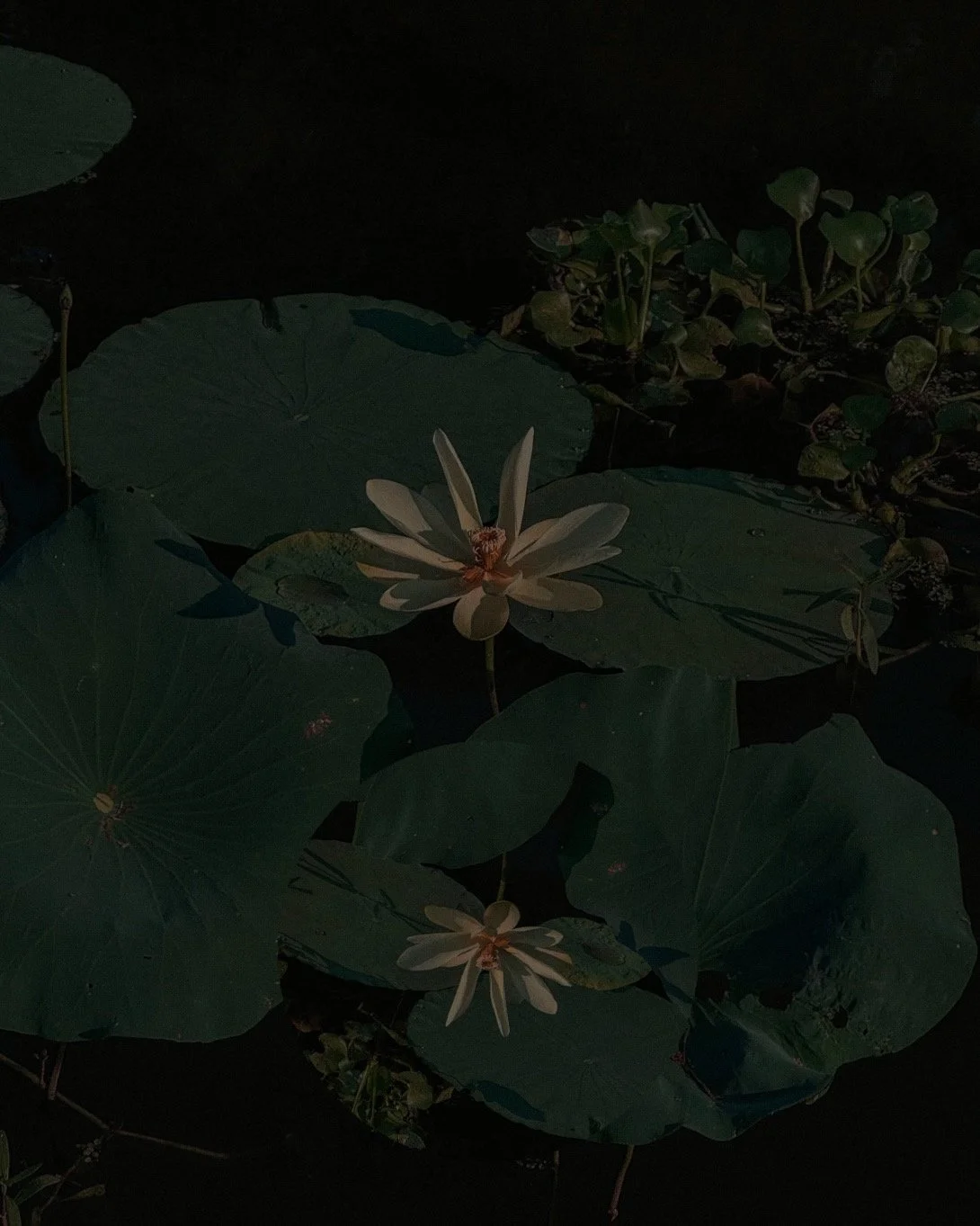 041 - 2024_olivia luz perillo.JPEG