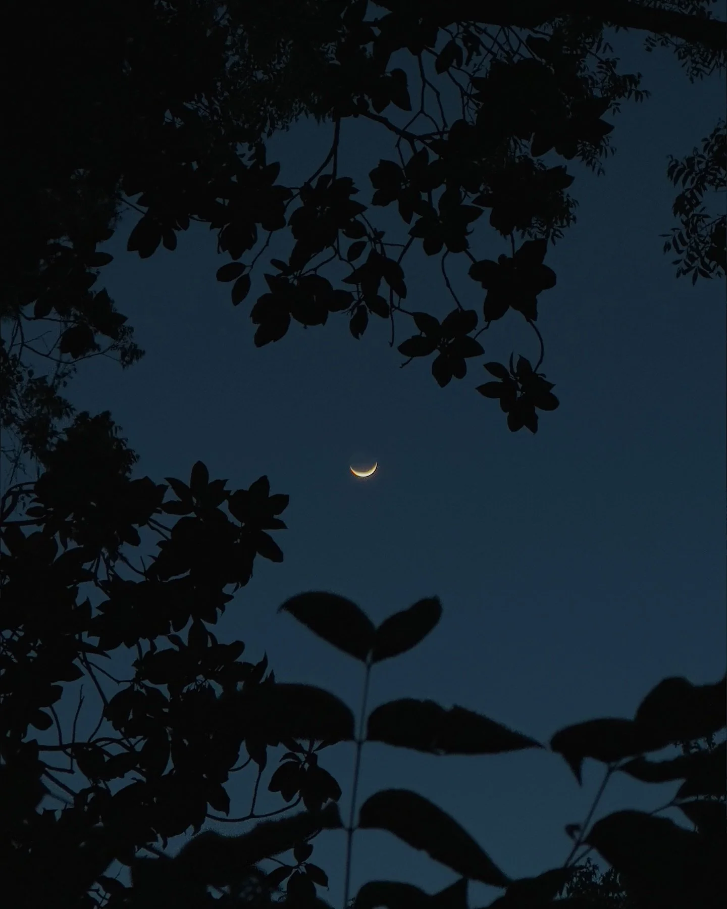 &bull; been as busy as ever this spring season / grateful for all the beauty I&rsquo;m constantly surrounded by :: here&rsquo;s the moon + jupiter within my magnolia + pecan trees last week : more work shares soon