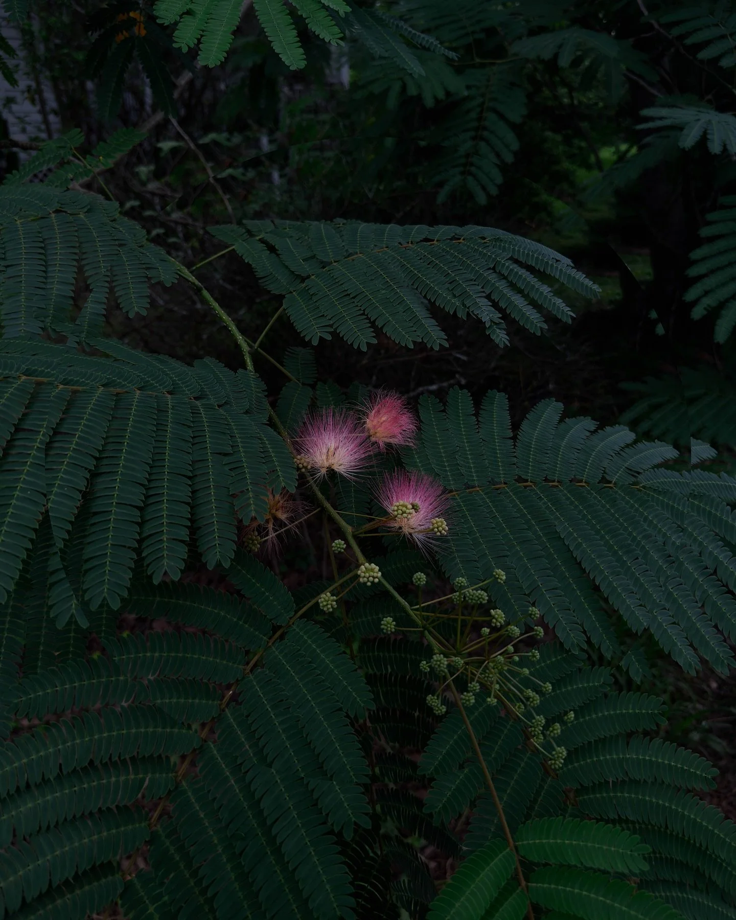 some late spring-early summer selects while in stillness + motion :: grand coteau, sunset, breaux bridge feat. me at the end of two days filming in the swamp for @honeymoon