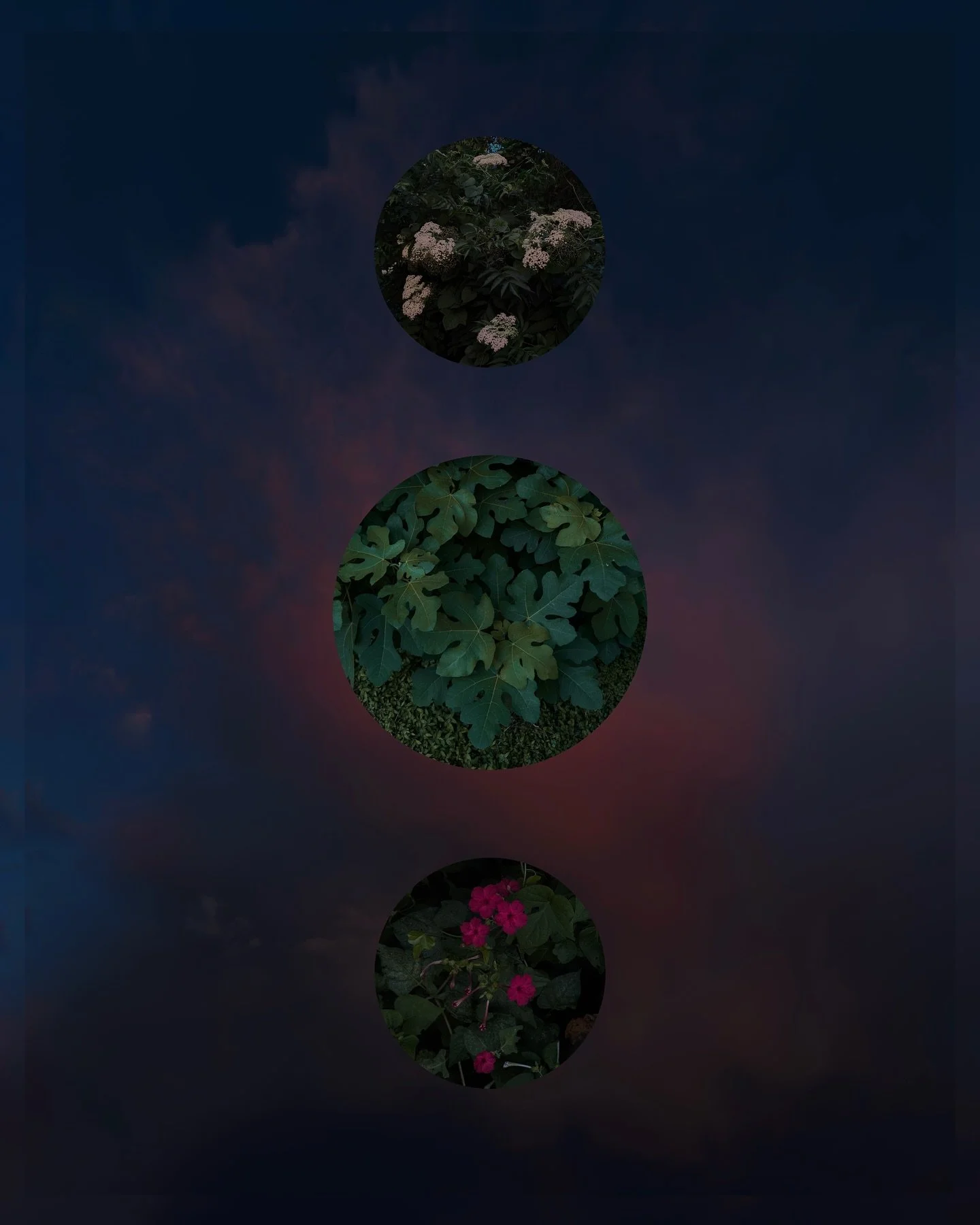 &bull; angels all around / visual journal of @lyndafrese&rsquo;s garden mostly on wednesday, the ten year anniversary of jillian&rsquo;s passing into another dimension, through a movie theater shooting in lafayette

@jillianjohnson was a profound inf