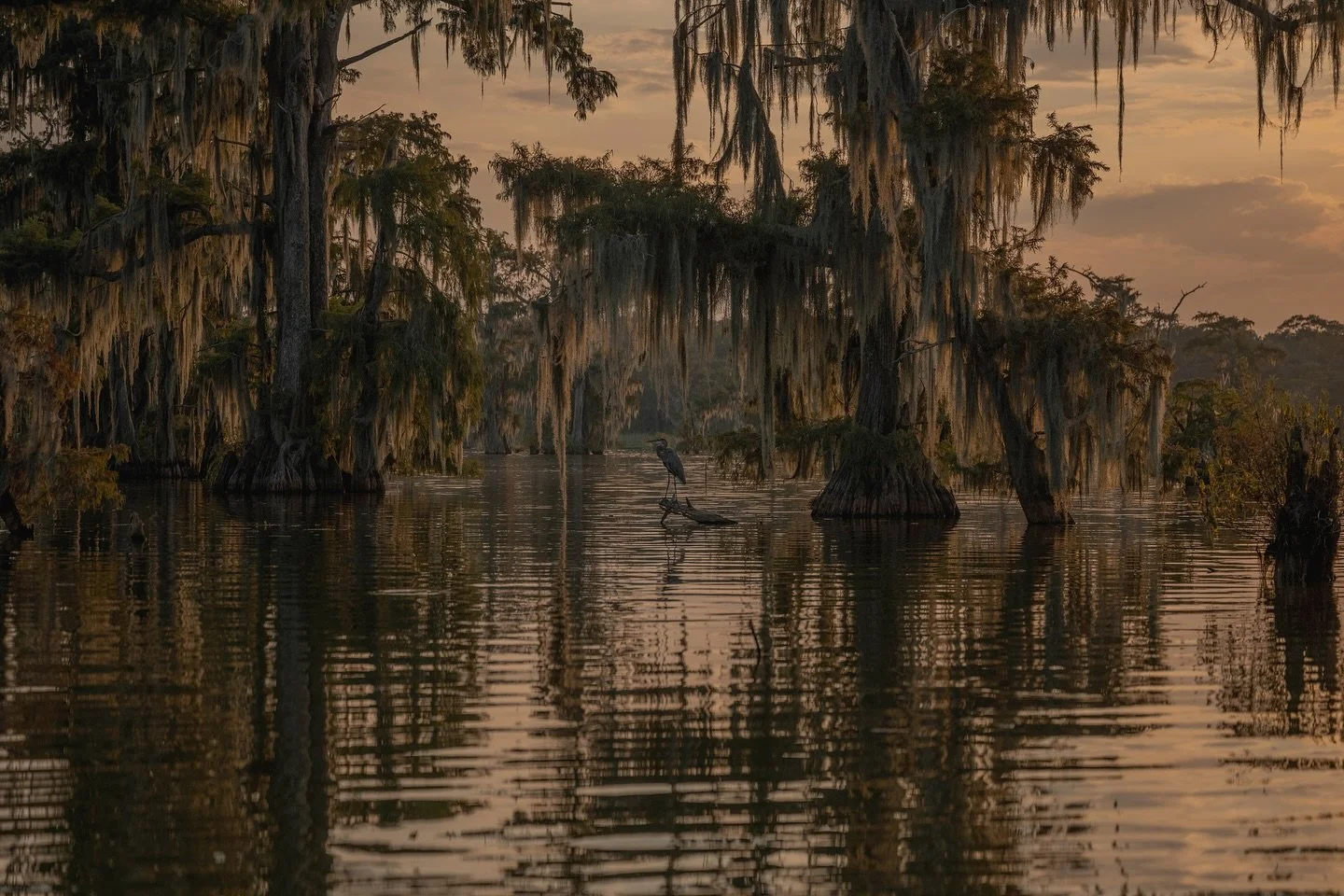 &bull; great blue heron golden hour : in the swamp last weekend