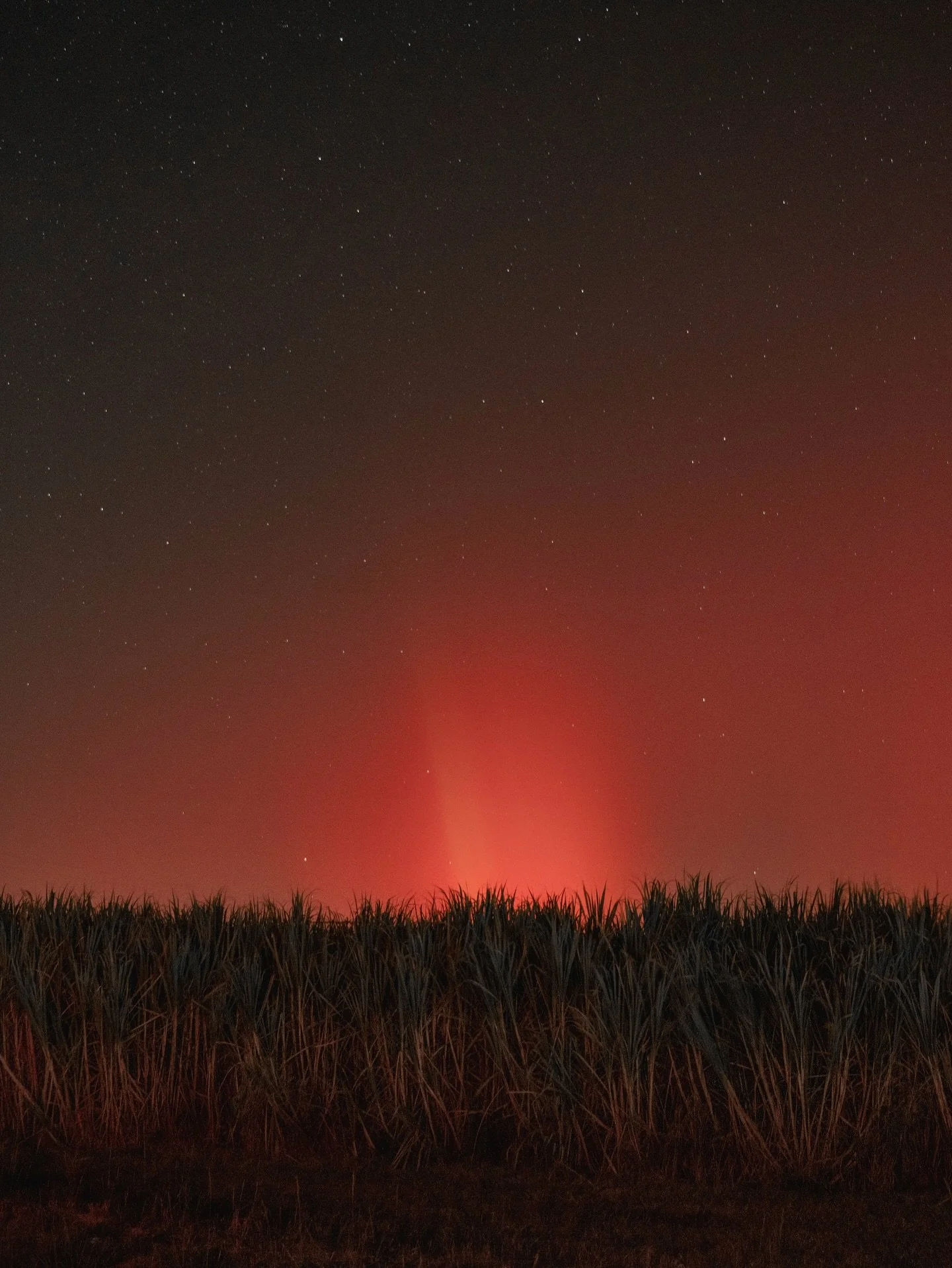 &bull; aurora borealis over sugarcane : st. landry parish, south louisiana : november 11, 2025