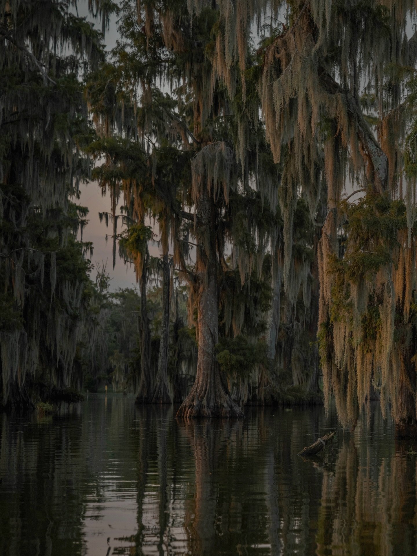 &bull; swamp scene cypress cleanse / recalibration