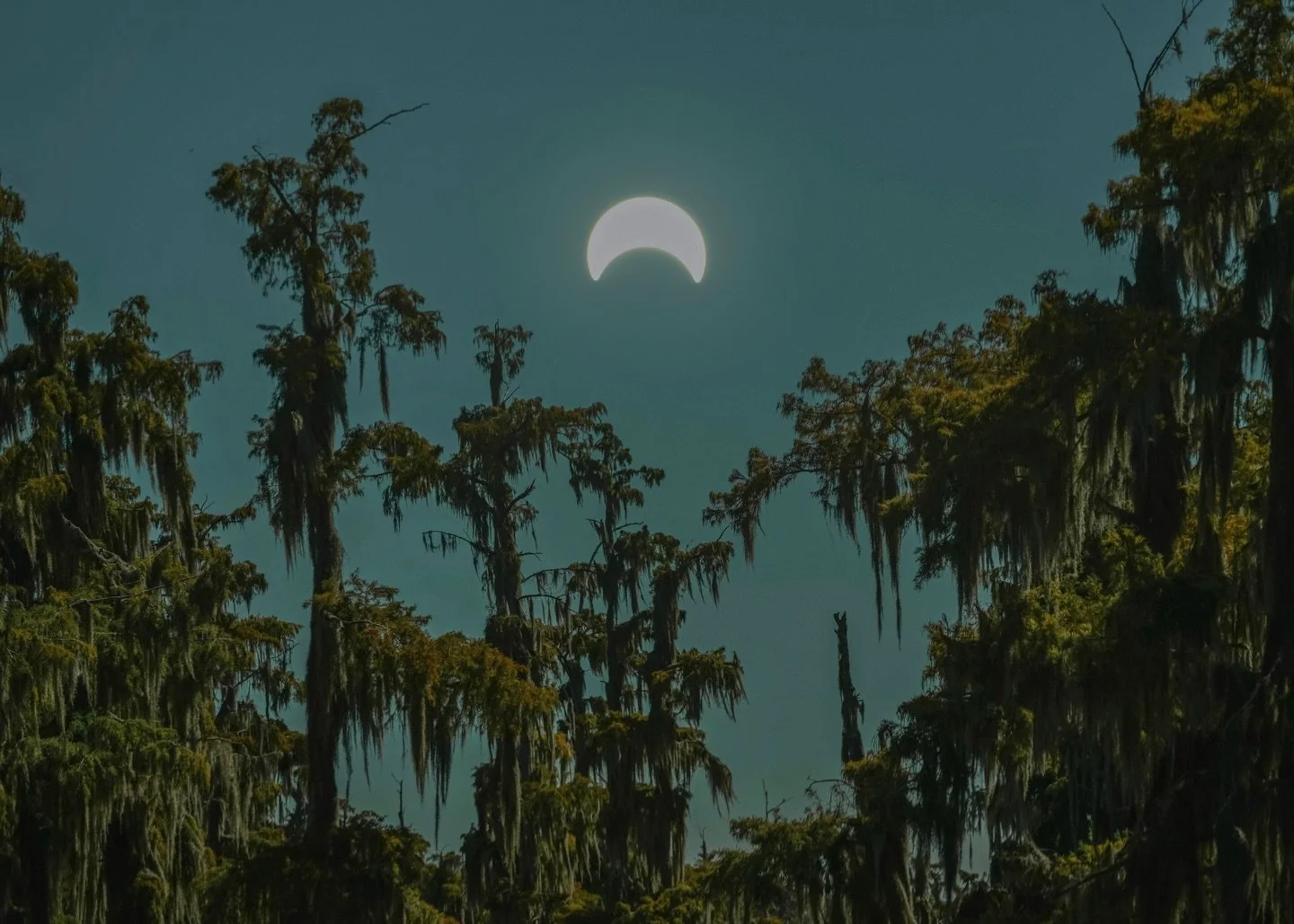 &bull; 5x7 swamp / prairie prints currently available : come collect at @wildchildwineshop 4-9pm + get in touch for shipping

1 - solar swamp eclipse, double exposure, 2023
2 - continued transmutation, 2024 
3 - solar swamp eclipse spoonbills, 2023
4