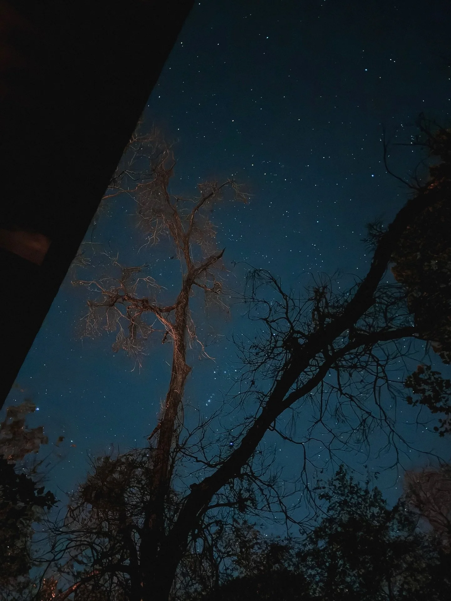 &bull; mid-december backyard stars / orion + jupiter with pecan + magnolia, st. landry parish