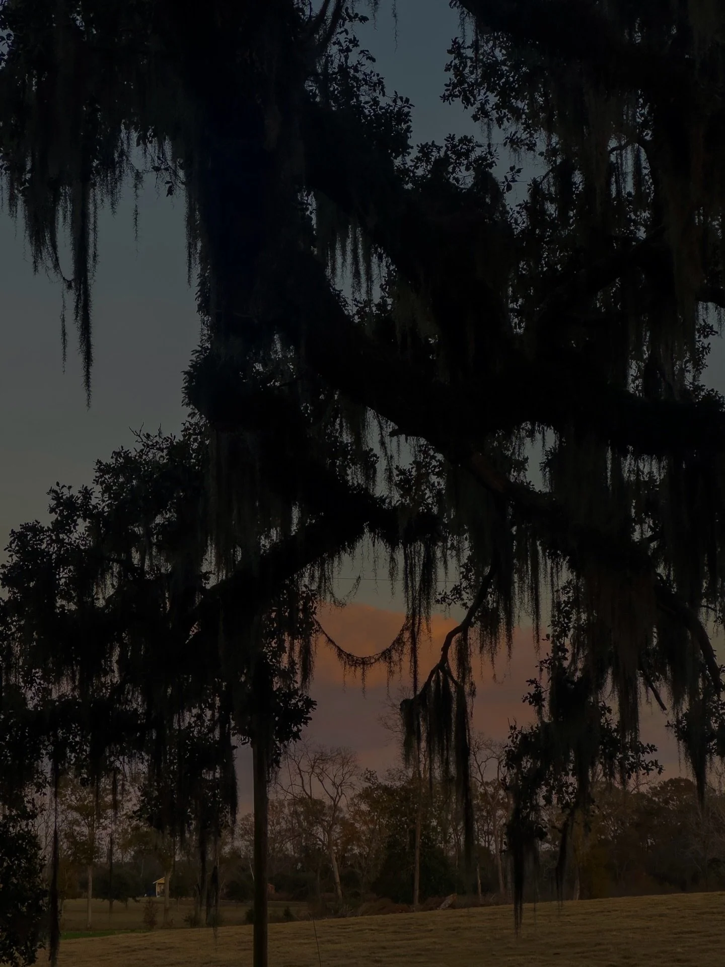 &bull; selection of swamp + desert images between october through late january + last february :: on perspective, transformation, migrations, ancestors, home across landscapes