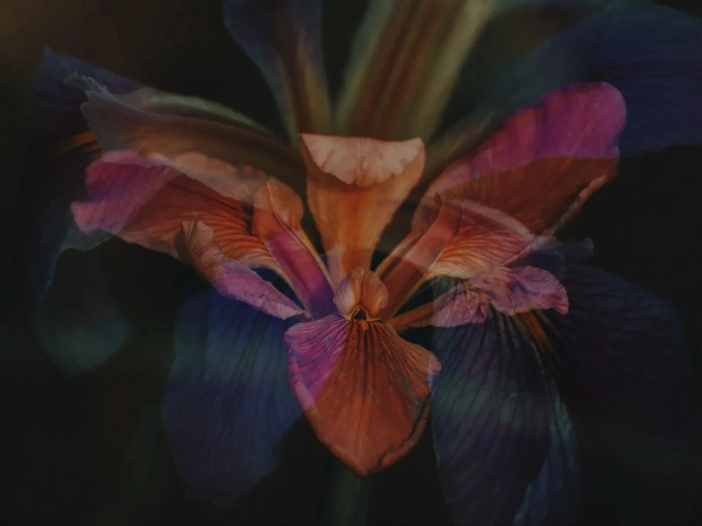 &bull; rainbow swamp iris, double exposure, 2019 : one of two 12x16 prints from lake martin pulled from my archive + one of eleven ethereal prints available for collection at @wildchildwineshop this week for @festivalinternational 𖦹