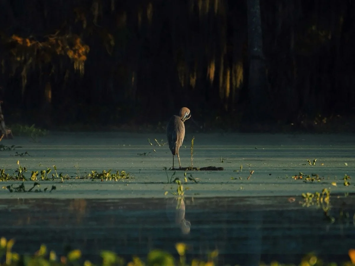 &bull; great blue heron at dawn ii, 2018 : two of two 12x16 framed lake martin prints pulled from my archive : photographed while shooting for &lsquo;migration,&rsquo; the first collaborative short film on @honest__art ::: available at @wildchildwine