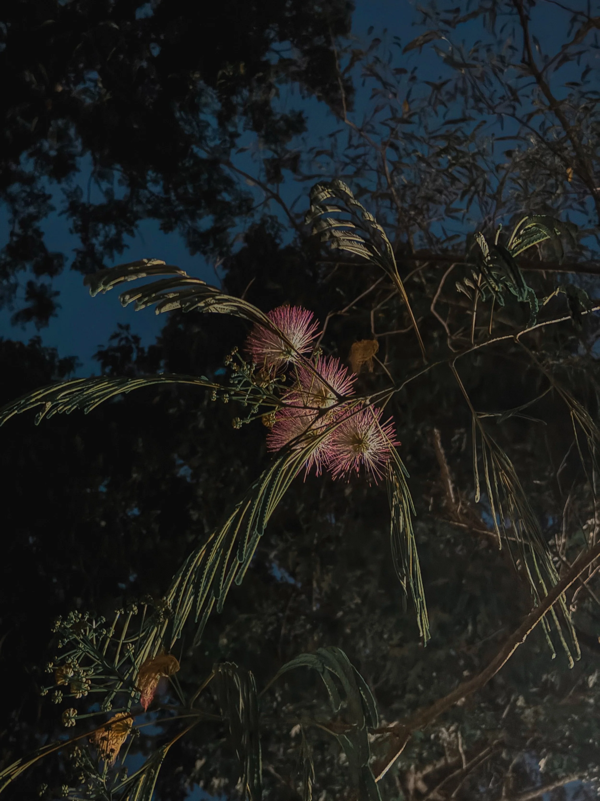 &bull; visual journal selects of the homestead this spring :: mimosa in the new street light / first hydrangeas in a couple years / pepper growing / indigo bunting visit / crow feather gift on the new moon / ligustrum / woodsorrel / magnolia / garden
