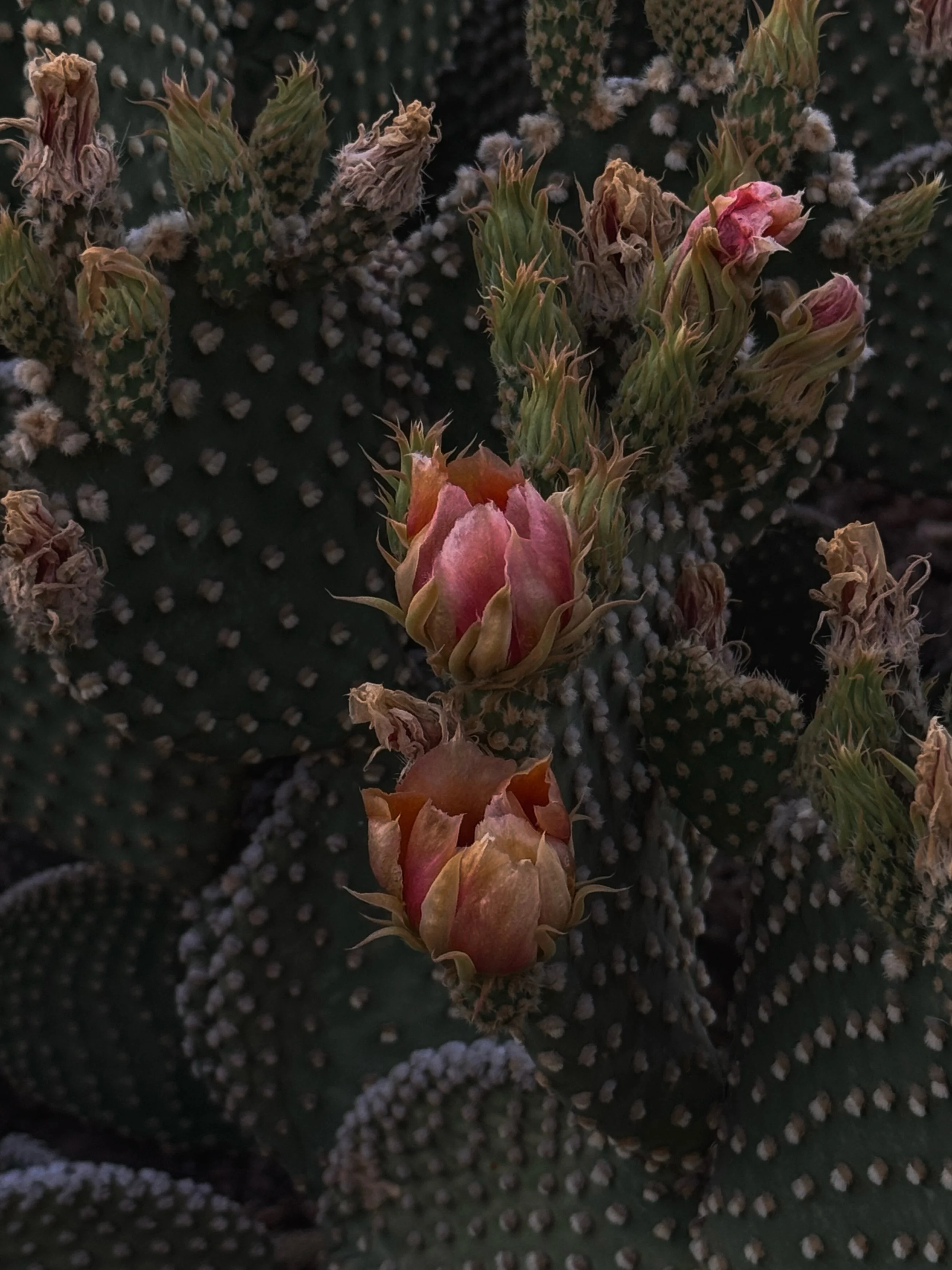 &bull; first quick picks from my western dimension over the last week / over two thousand miles on the road to + between fabens, canutillo-el paso, scottsdale-phoenix, kingman, las vegas