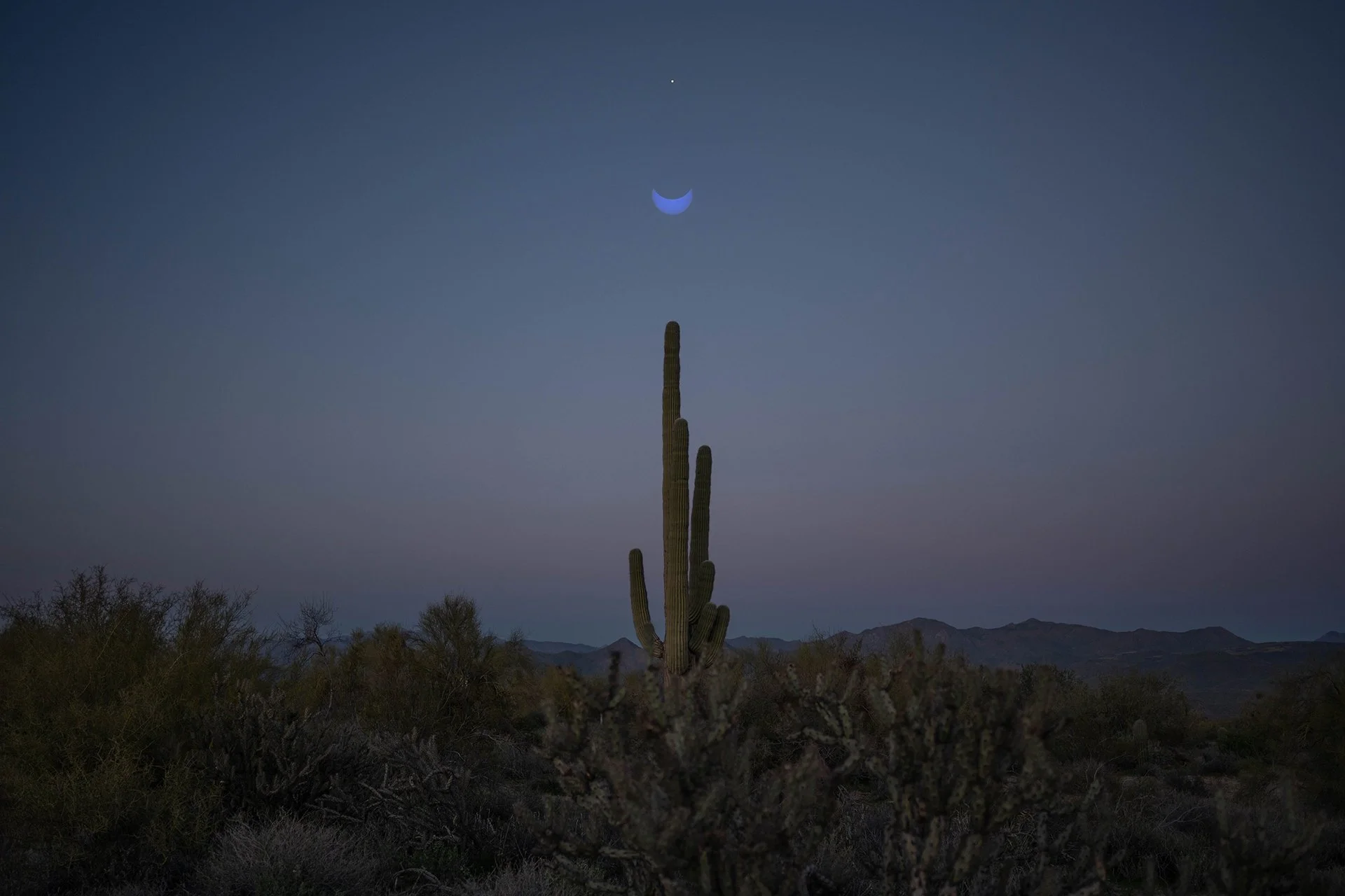 saguaro solar eclipse crescent venus_olivia luz perillo - web.jpg