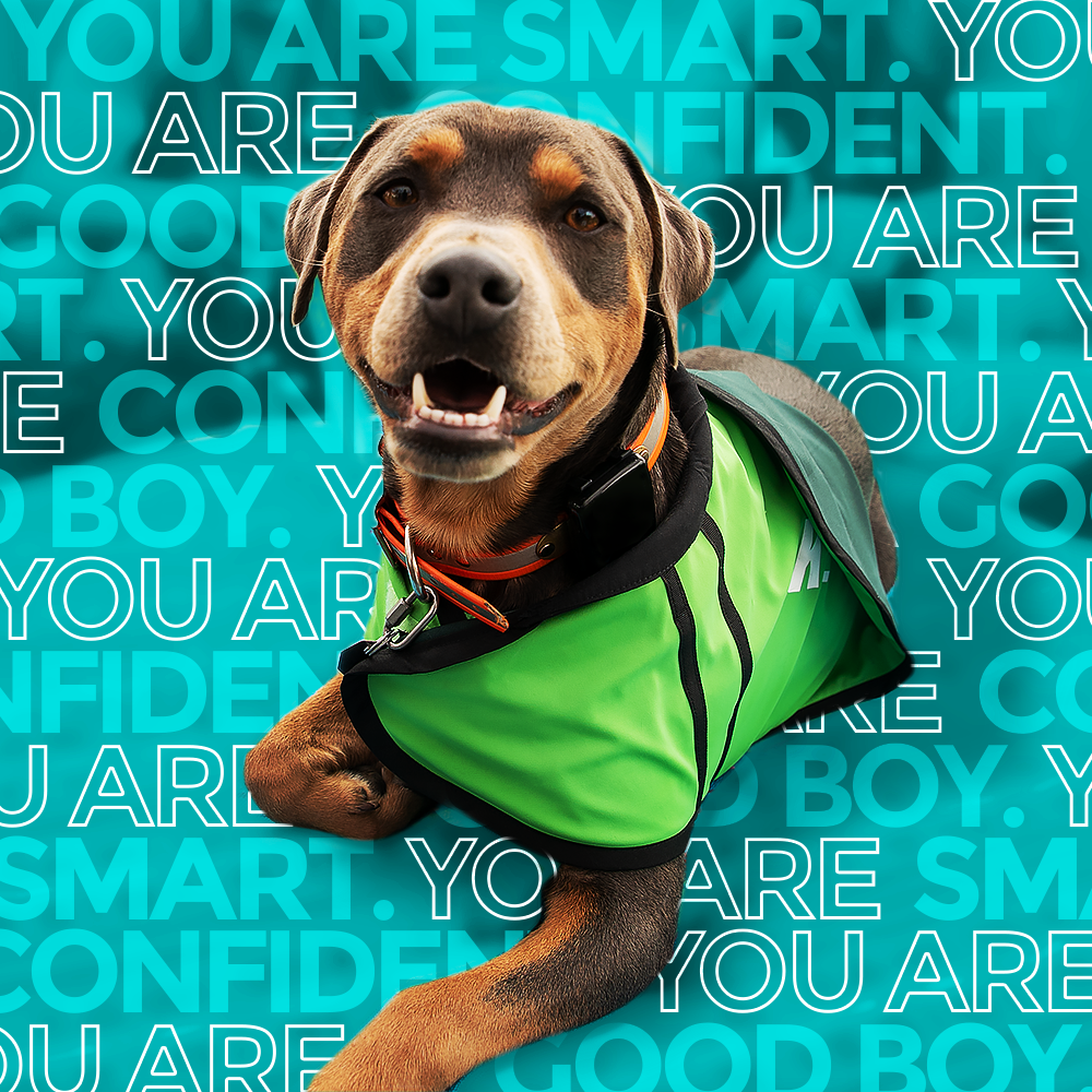 ADOG_S1_01860_SPStatic_Affirmations_SmartConfidentGood_1x1_v1_SS.png