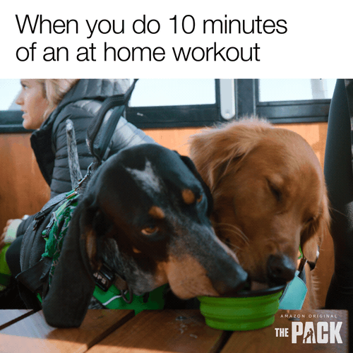 ADOG_S1_01860_spStatic_Meme_HomeWorkout_1x1_v1_MM.gif