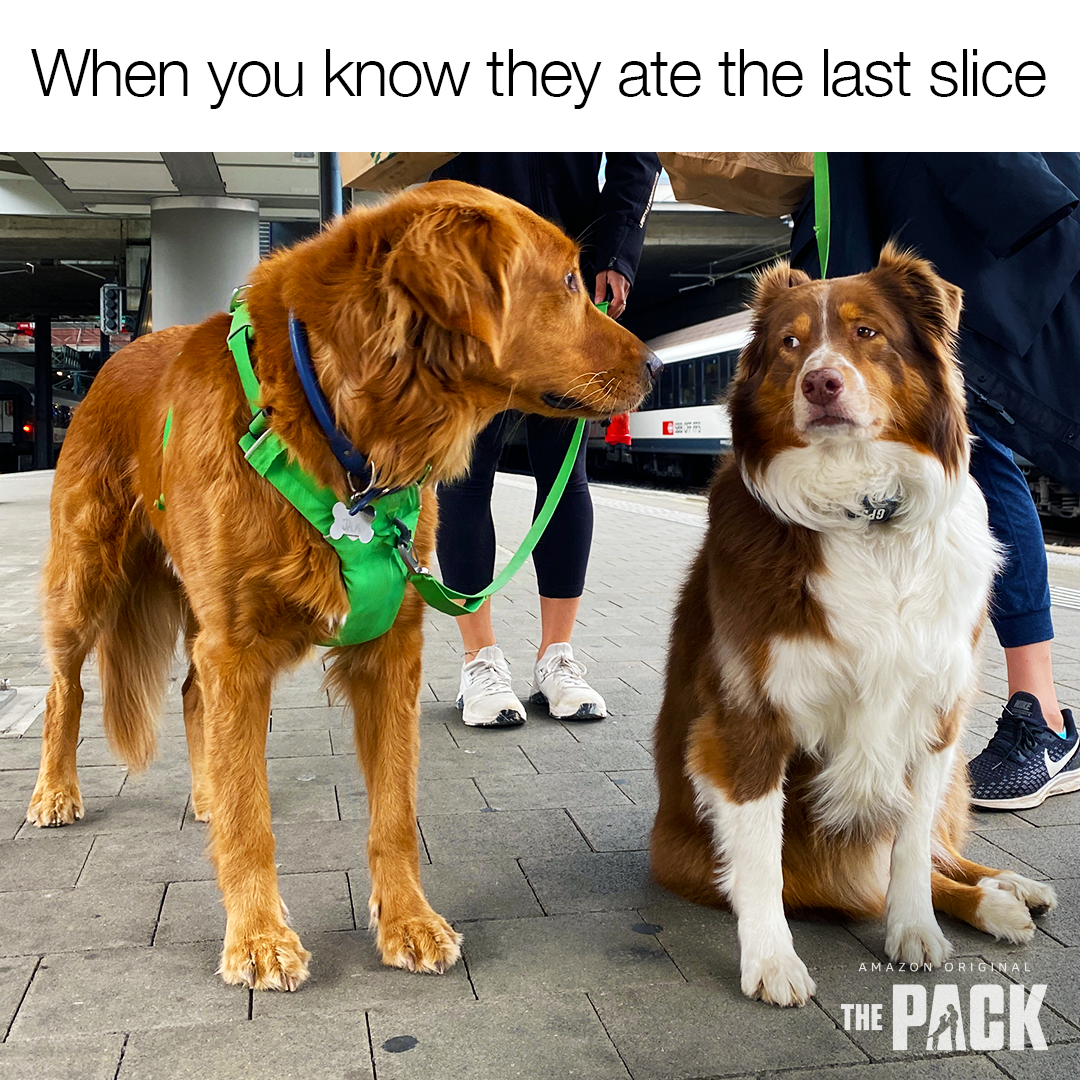 ADOG_S1_01860_spStatic_Meme_LastSlice_1x1_v1_MM.png