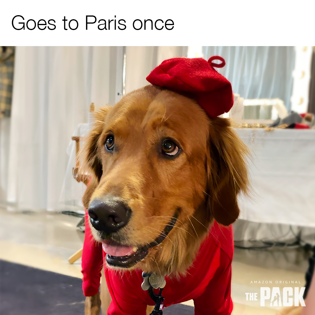 ADOG_S1_01860_spStatic_Meme_Paris_1x1_v1_SS.png