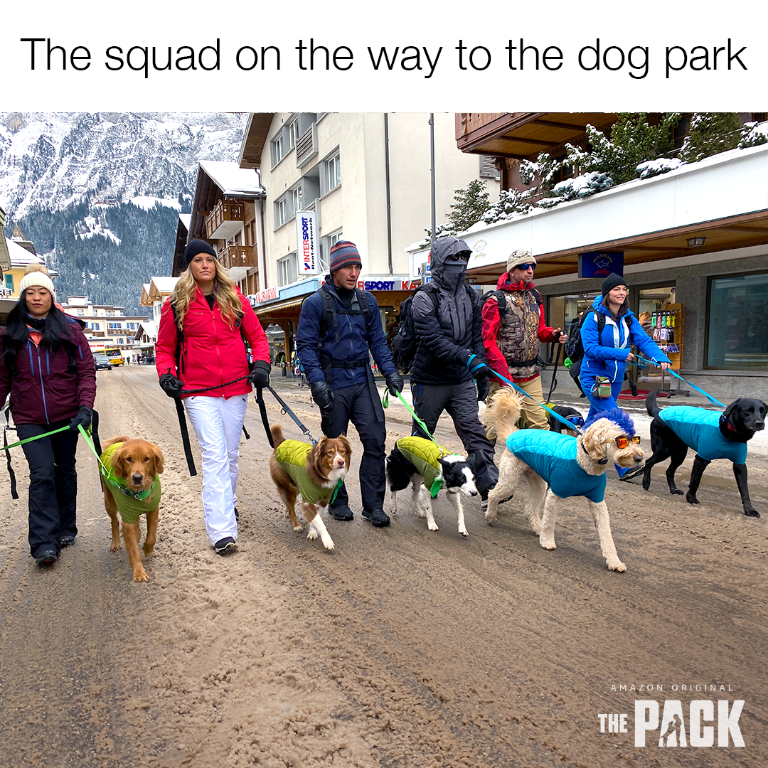 ADOG_S1_01860_spStatic_Meme_Squad_1x1_v1_SS.png
