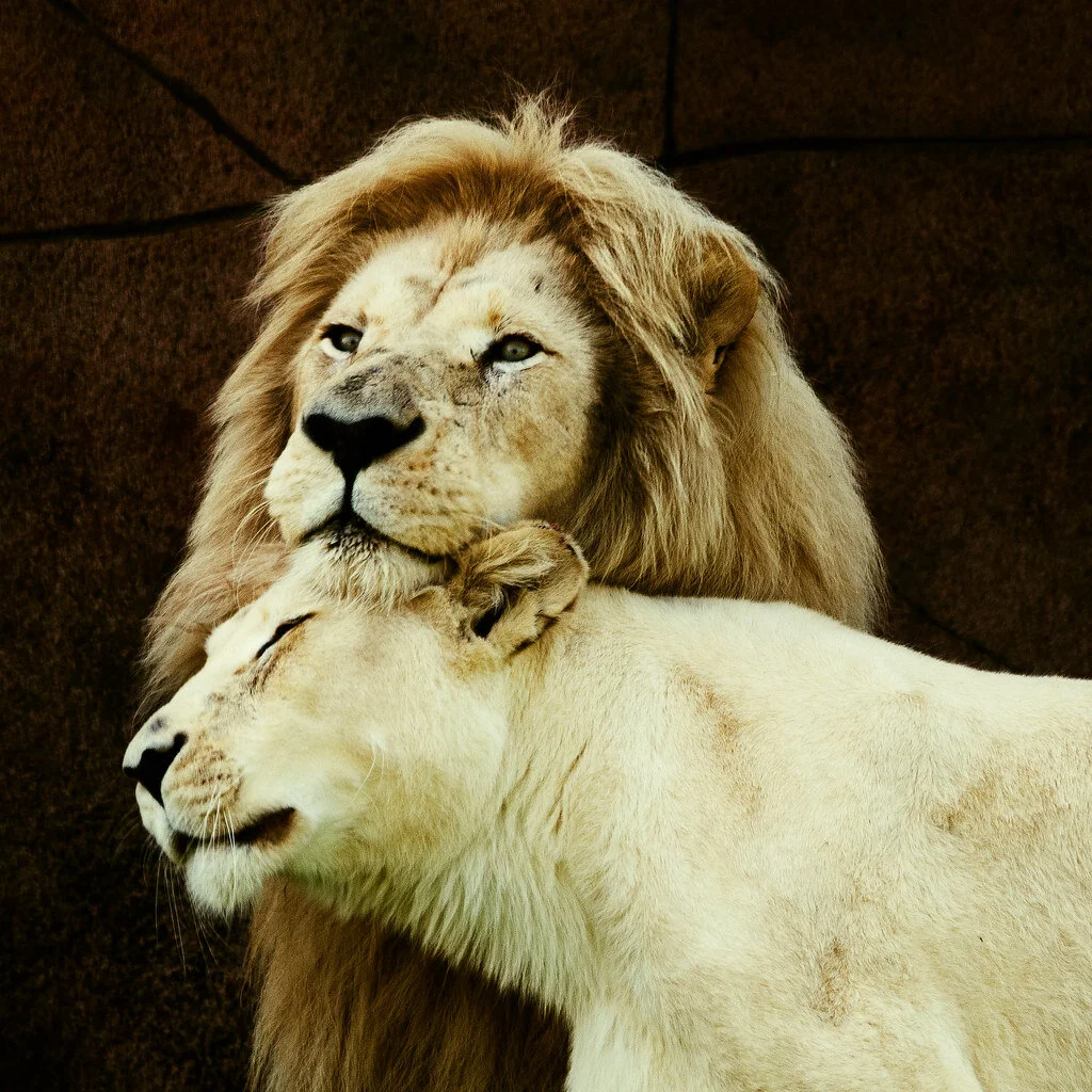 lion lovers snugz.jpg