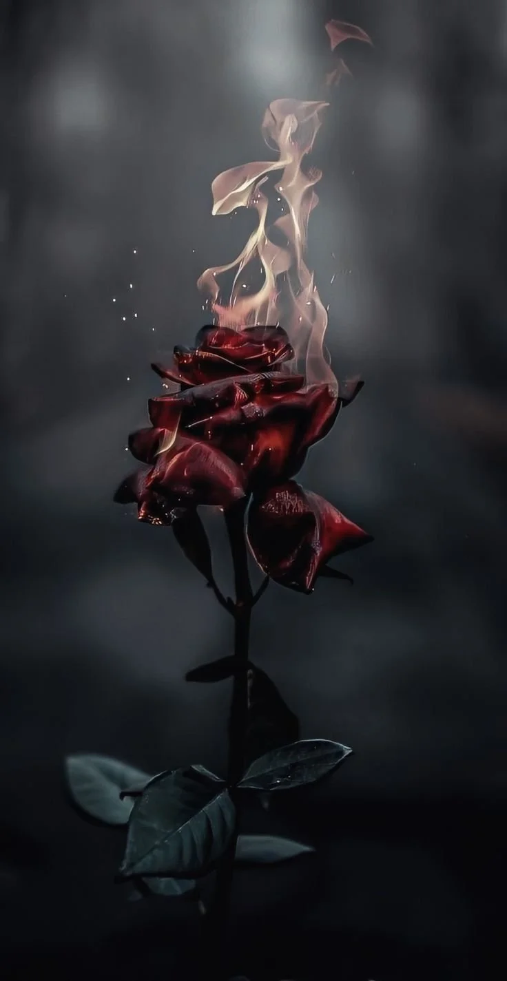 Flaming rose