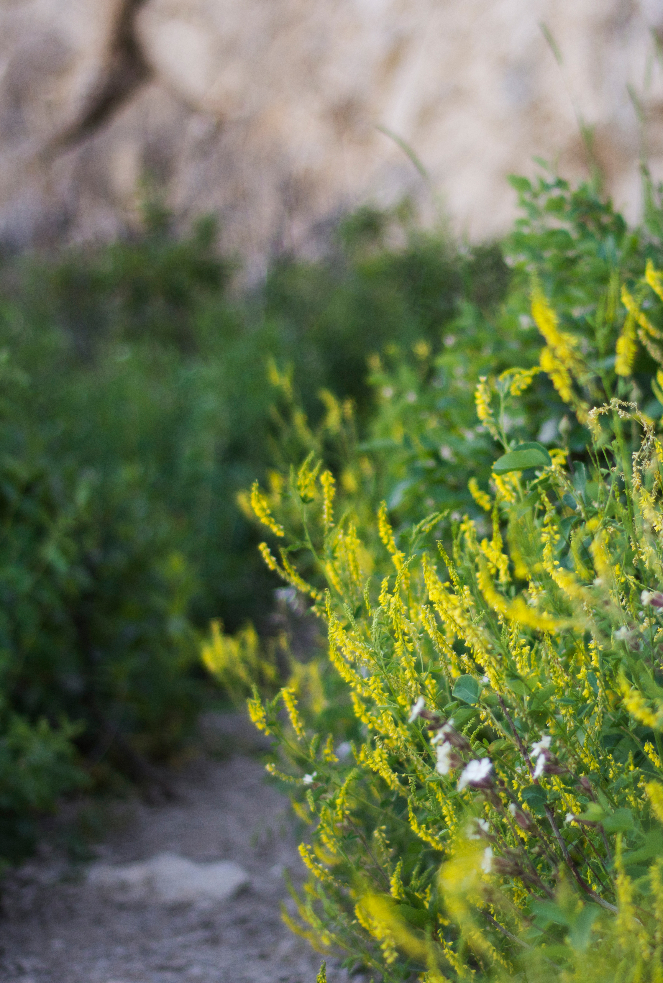 Dwarf Rabbitbrush