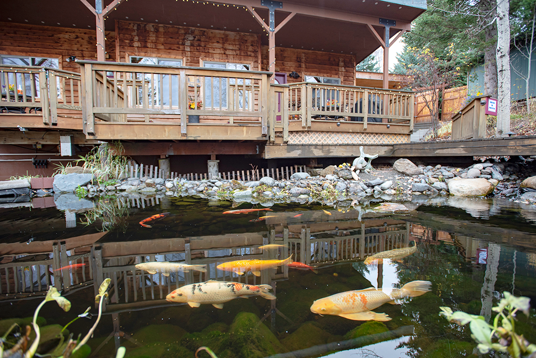  The koi pond and waterfall make for a soothing atmosphere.  