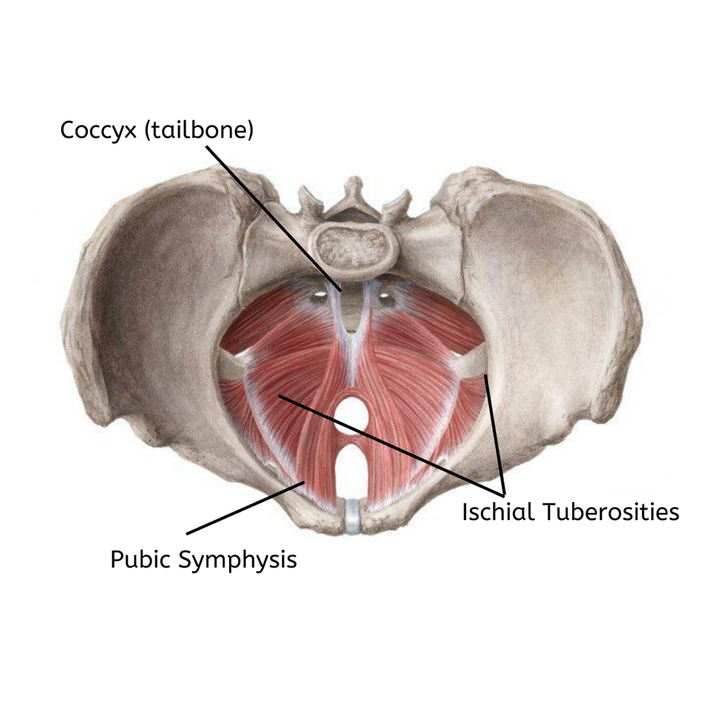 How To Activate Your Pelvic Floor During Pregnancy It S Not Kegels Strong Mama Wellness