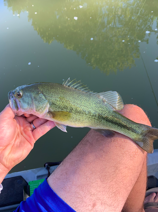 The fish I pulled out from over a log.