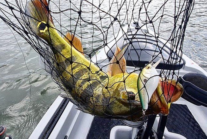 @saulovent  will tell you it don&rsquo;t get much better than #peacockbass on #crankbait.
.
#kayakfishing #kayaking #kayakingadventures #kayak #kayakangler #kayakangler #bassfishing #kbf #kayakbassfishing