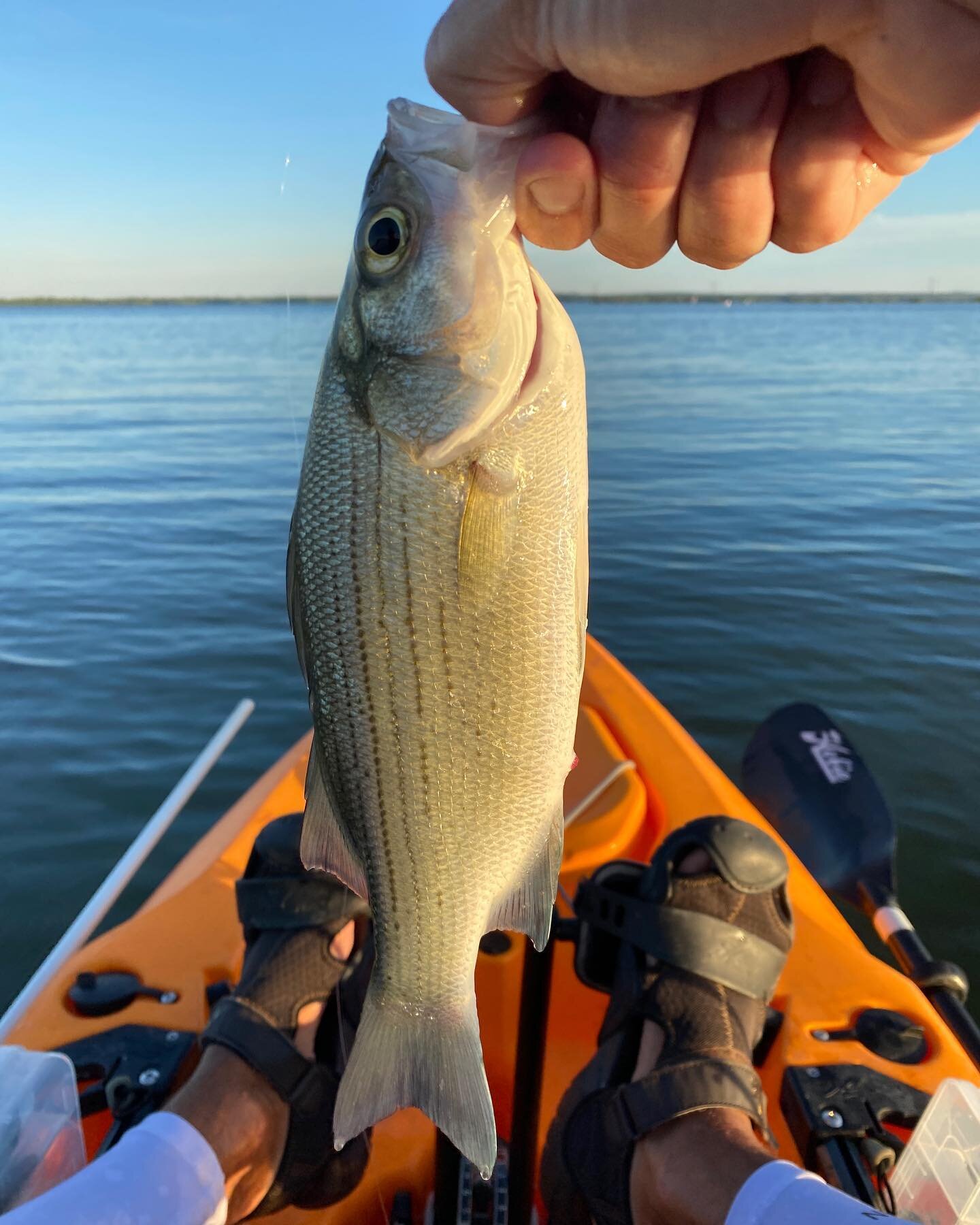 Early morning, even when I&rsquo;m just going after #largemouthbass. I can help but have a #inlinespiner tied on just in case I happen to run into a school of #sandbass blowing up on #topwater.
.
#bassfishing #kayakbassfishing #kayaking #kayakfishing