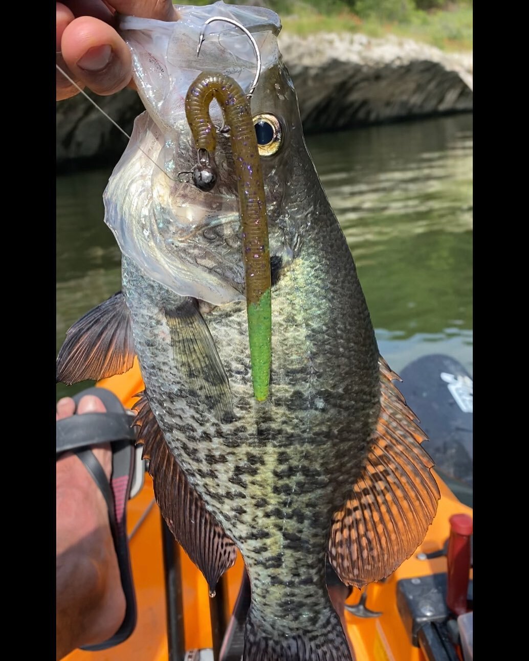 Anyone else caught a #crappie on a 6&rdquo; #senko on swivel head. Thought I had decent #bass when this guy tugged my line.
.
.
#bassfishing #crappiefishing #bass #largemouthbass #smallmouthnation #kayakbassfishing #kayaking #kayak #kayakingadventure