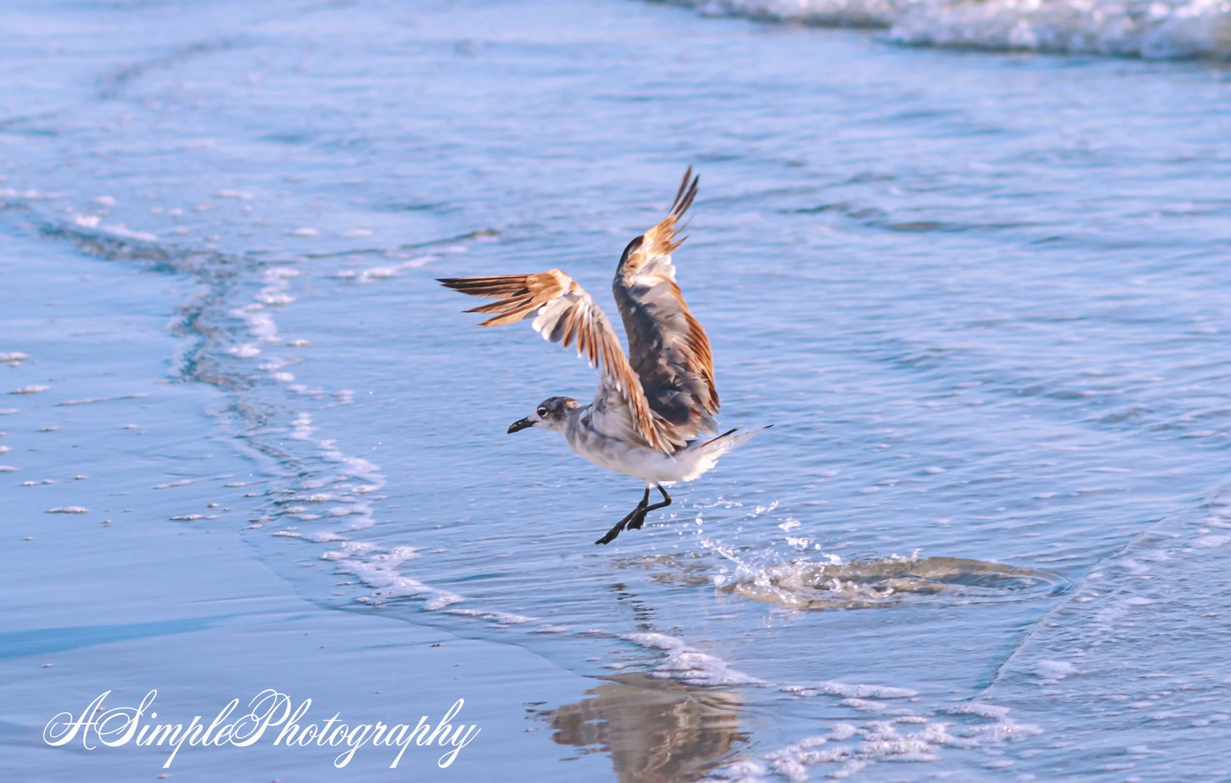 Daytona Shore Bird.jpg (Copy)
