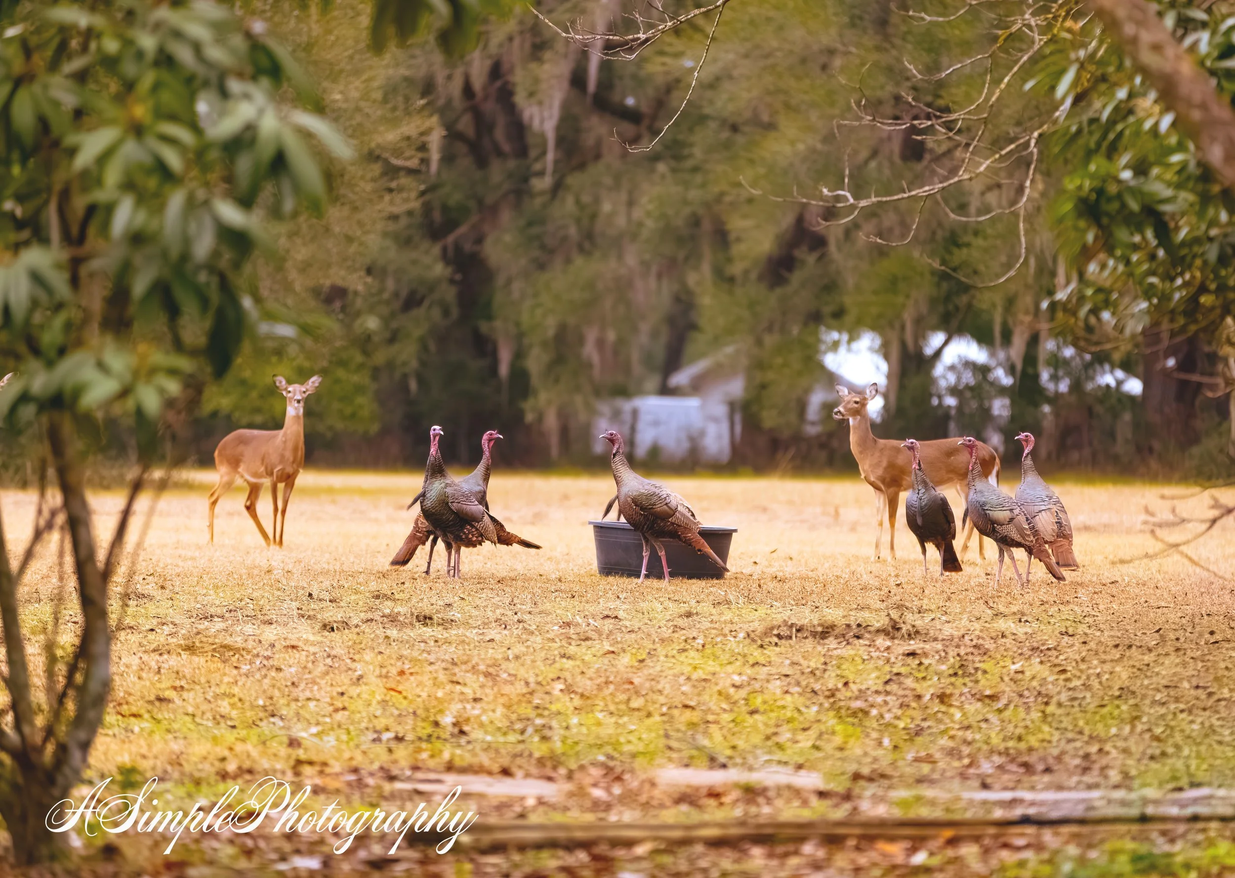 Deers and  Turkeys Final.jpg (Copy)