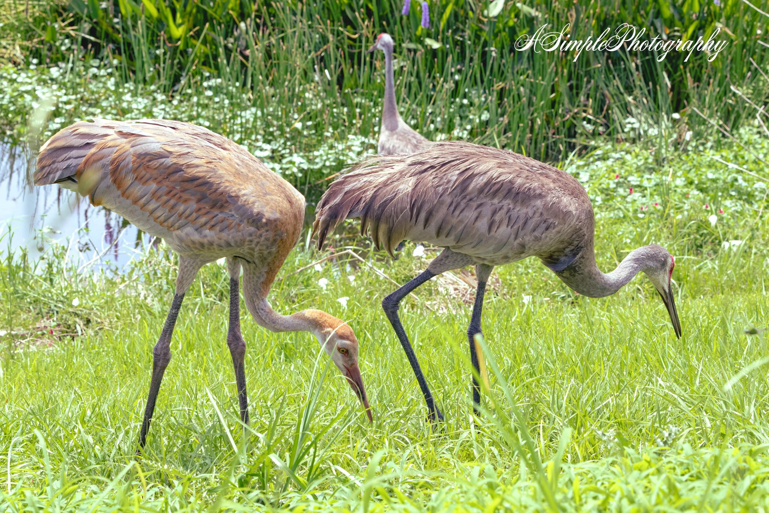 Sand Cranes 2 Sweetwater Gainesville.jpg (Copy)