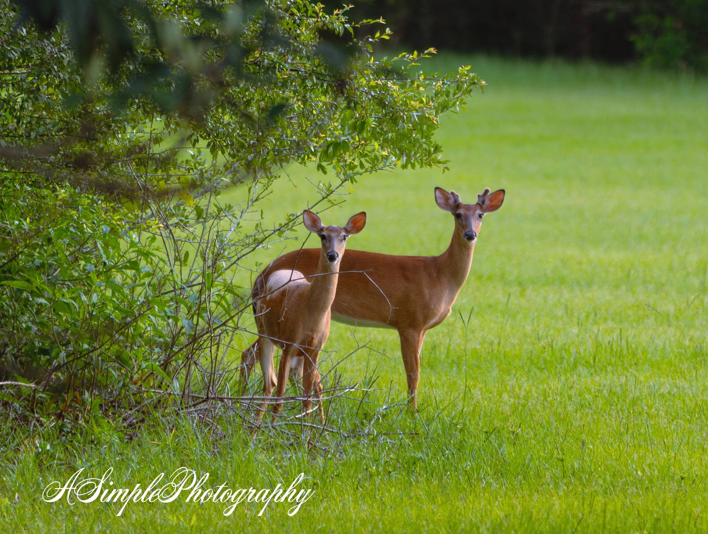 Bipole Doe with young Buck (1 of 1) copy.jpg (Copy)
