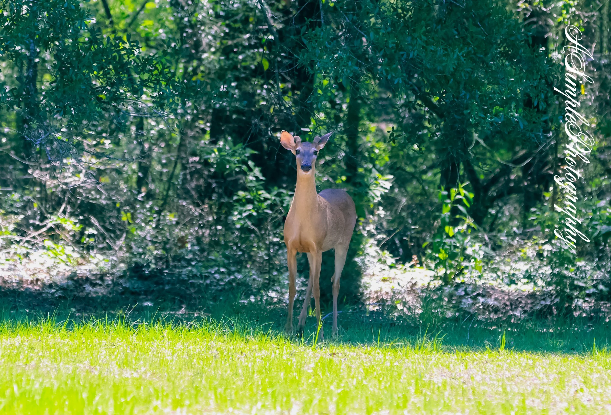 Buck in the morning (1 of 1) copy.jpg (Copy)