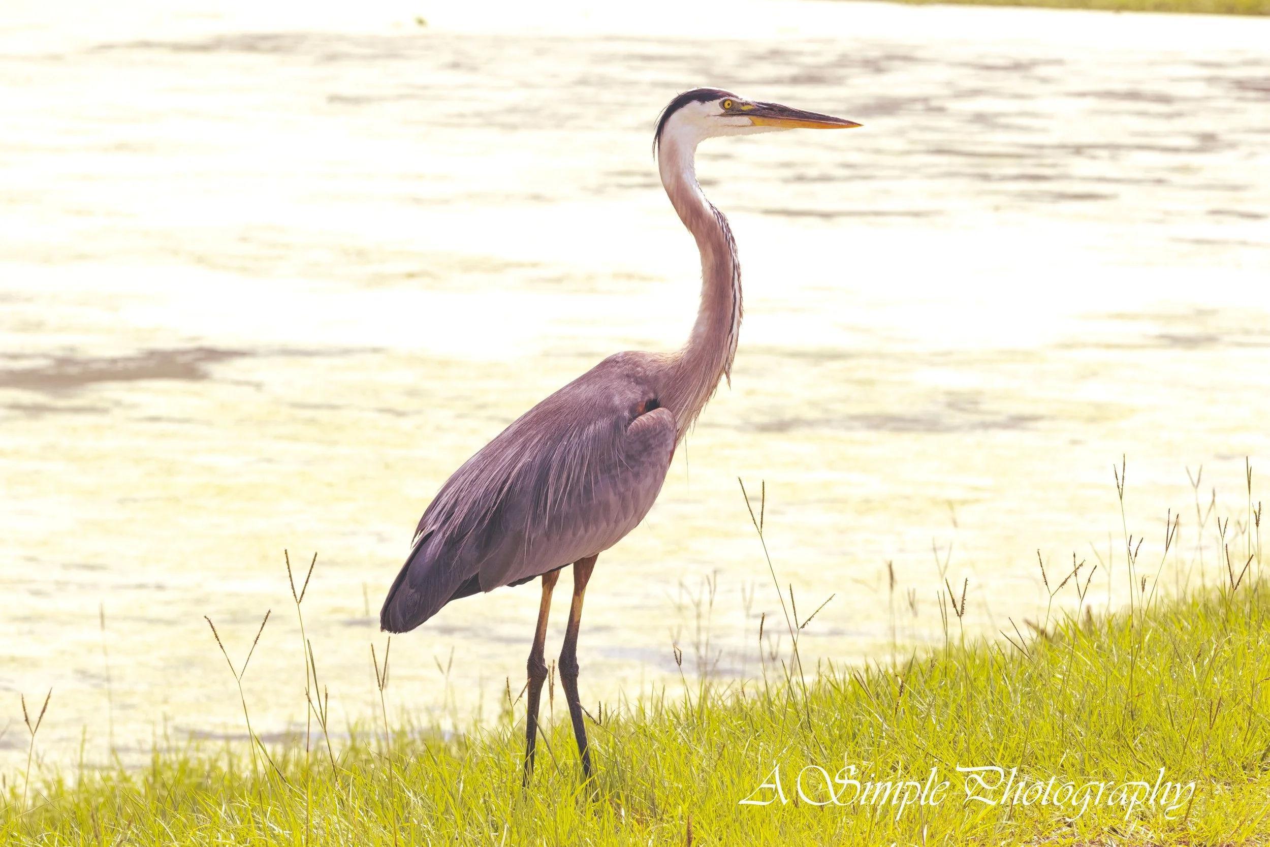 Blue Heron Fathers Day.jpg (Copy)