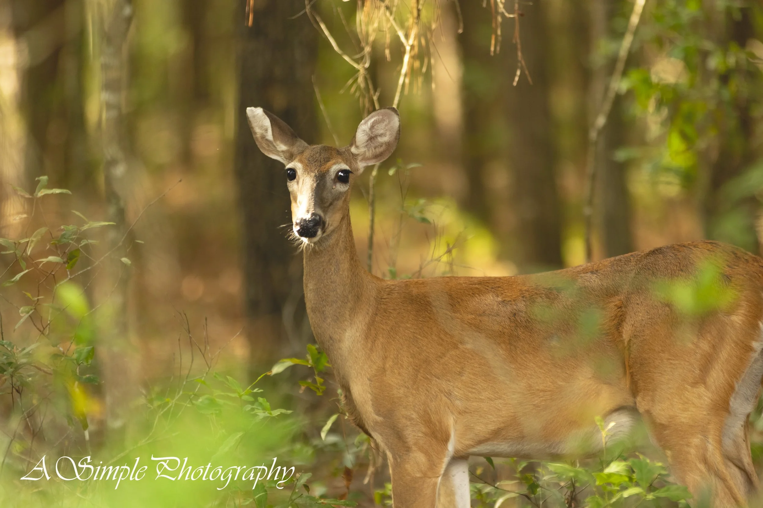Beautiful Deer.jpg (Copy)