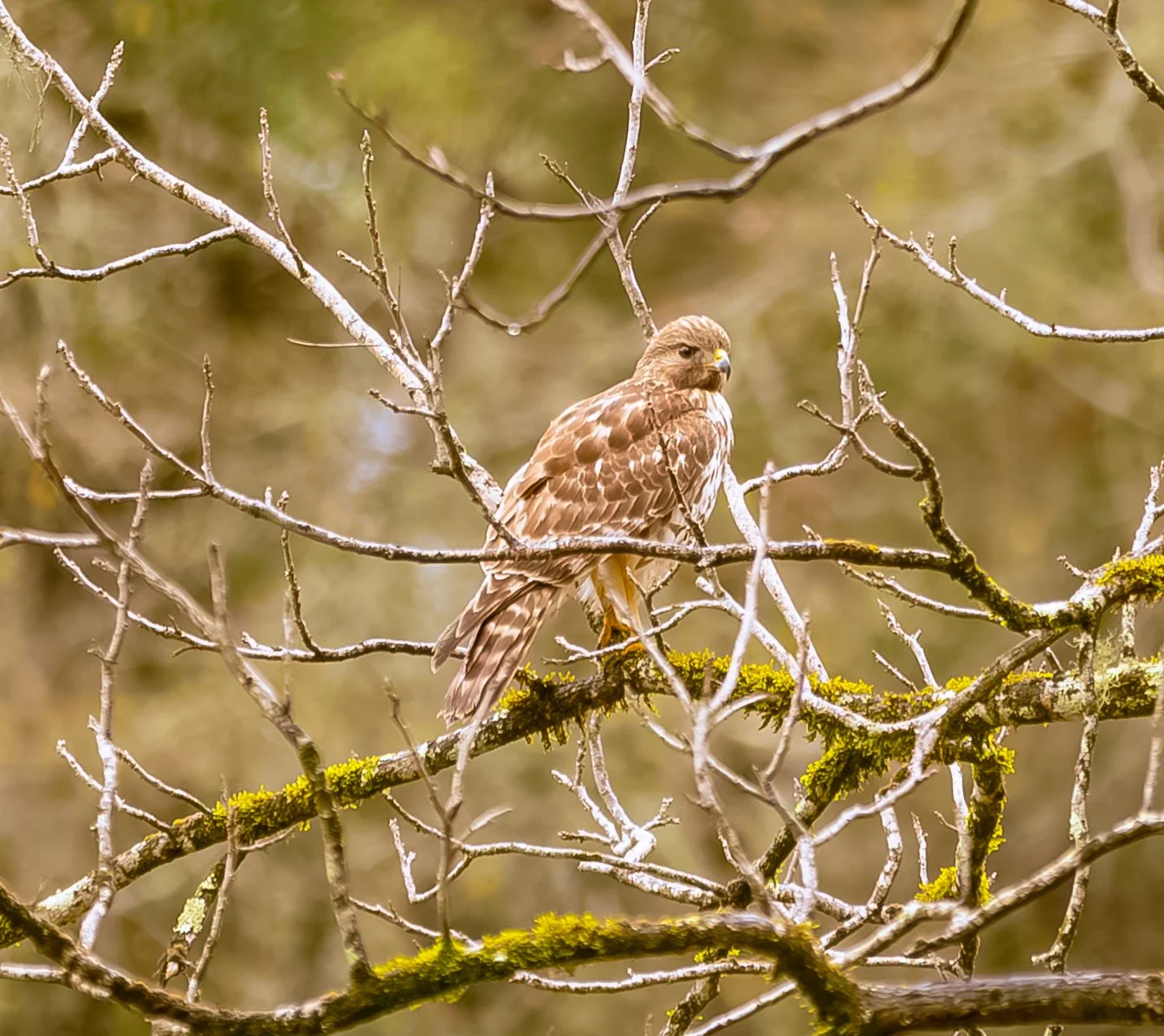 Red Tail Hawk Monday Morning (1 of 1).jpg