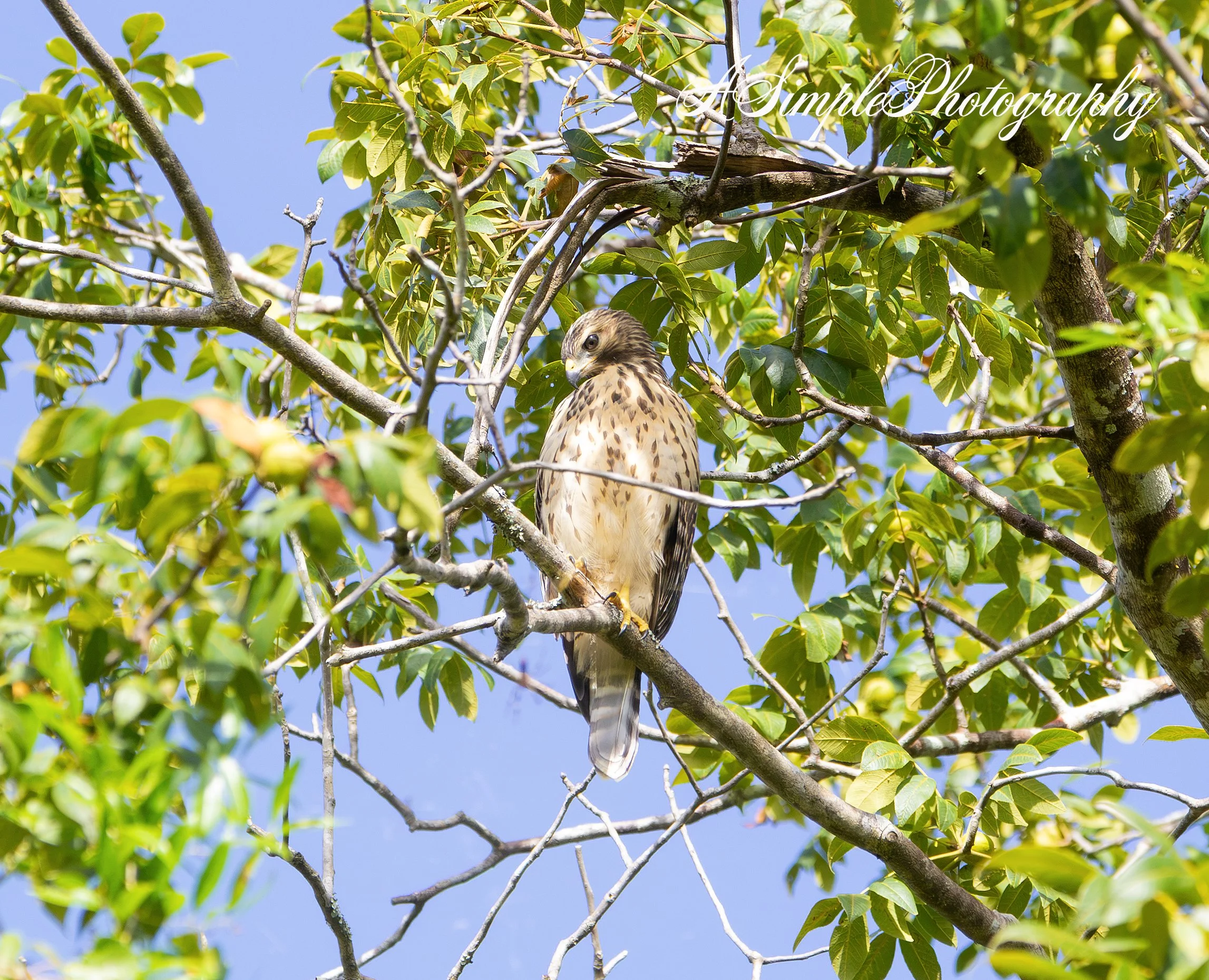 Sat morning Red Tail Hawk.jpg