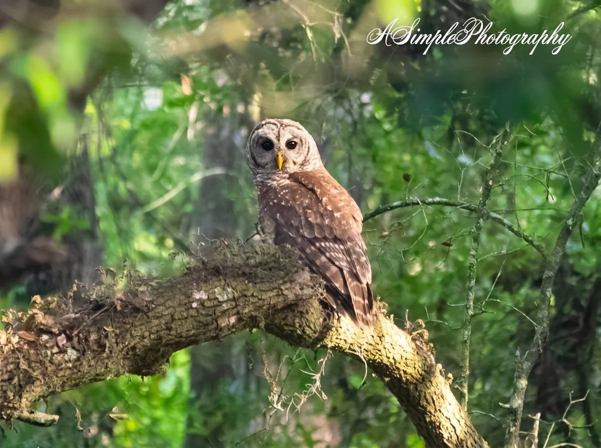 Bard owl edit advanced edit 2.jpg