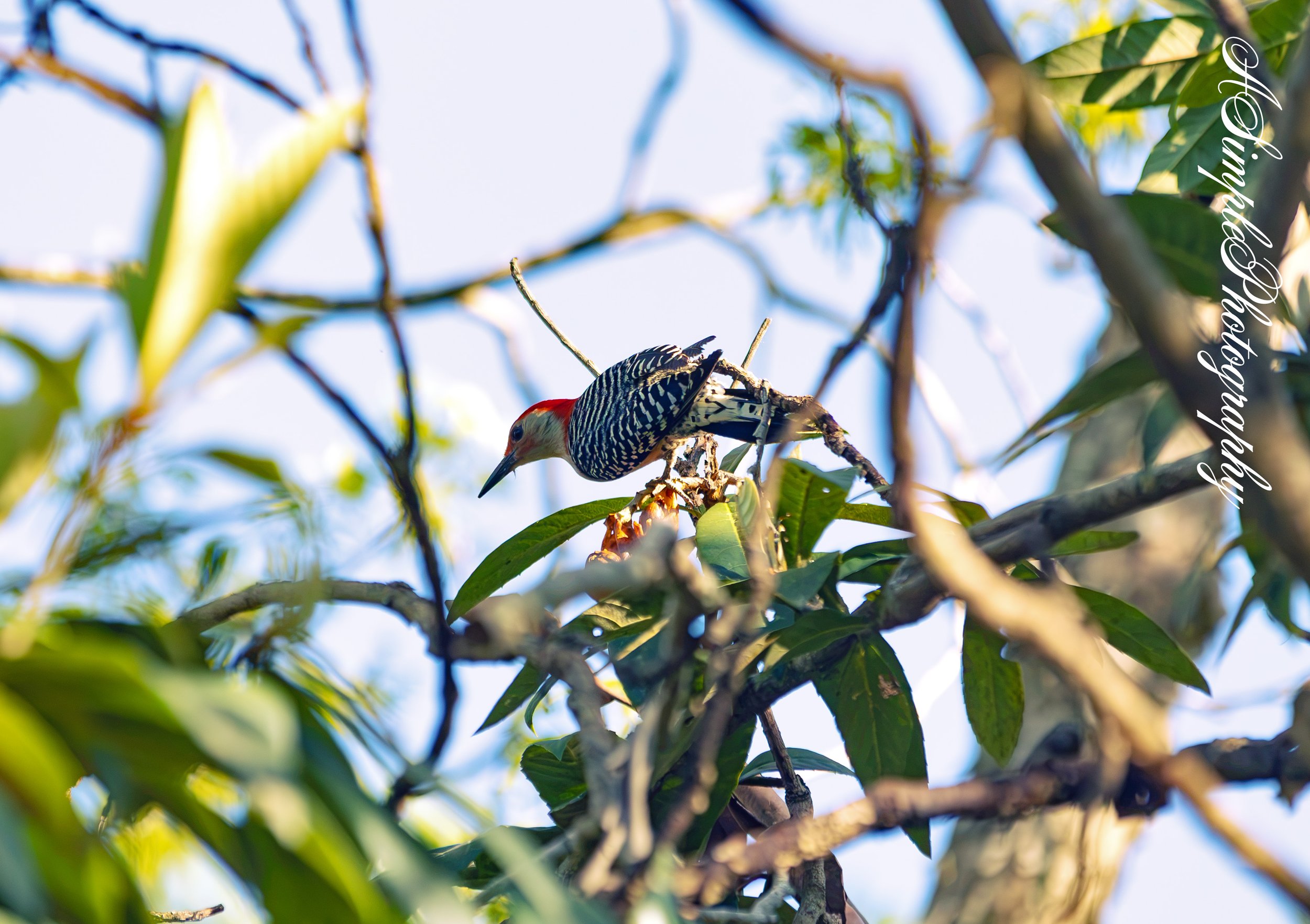 Young woodpecker 1.jpg