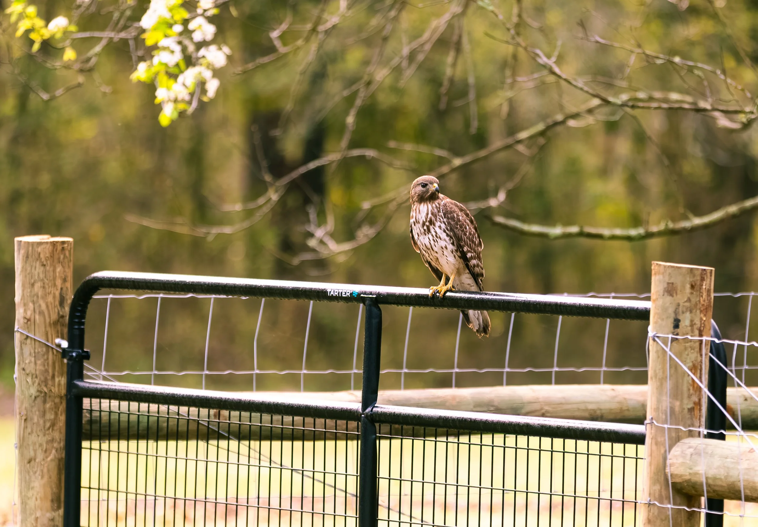 First best red tail hot photo (1 of 1).jpg