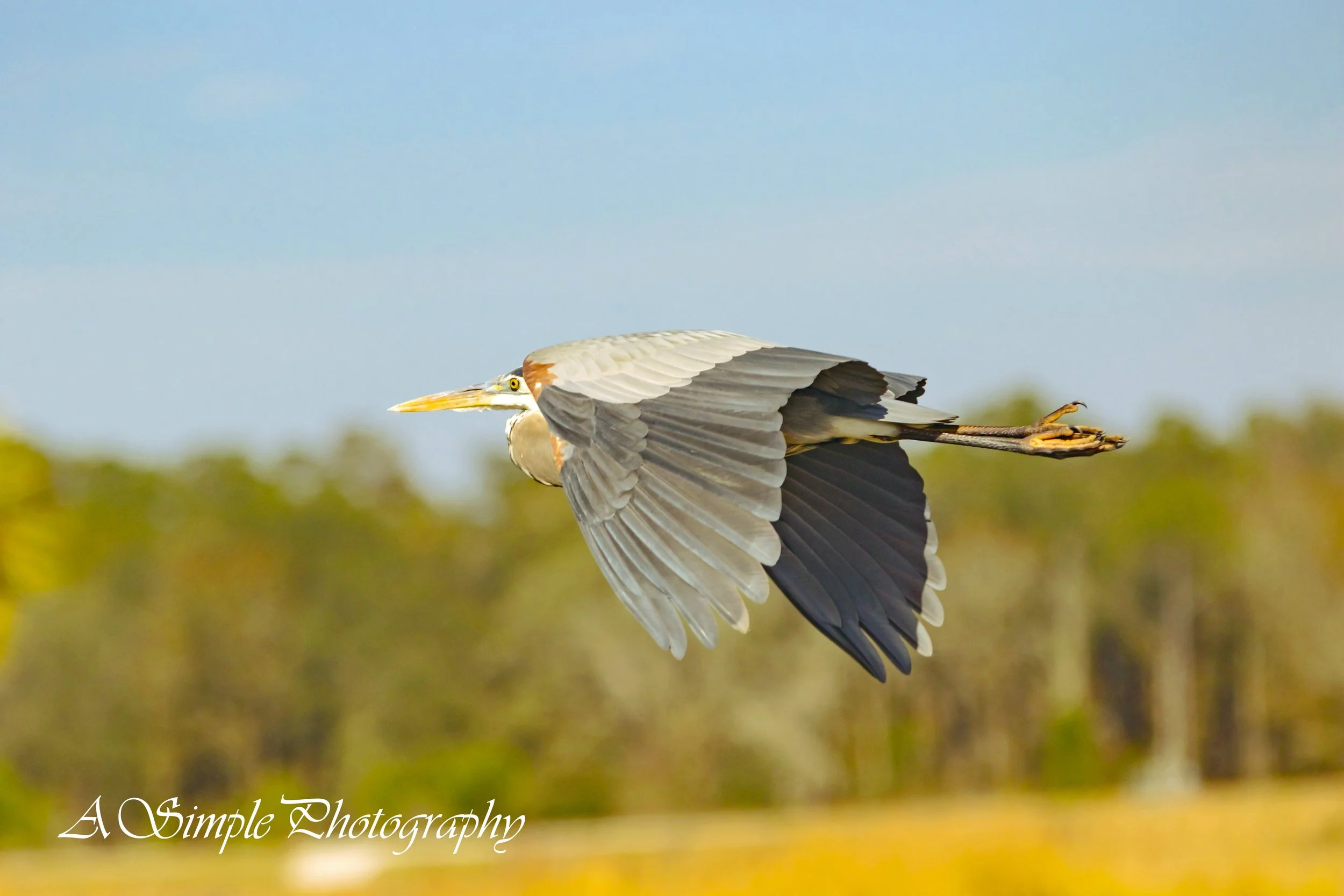 Blue Heron flying away Sweetwater Preserve advance.jpg